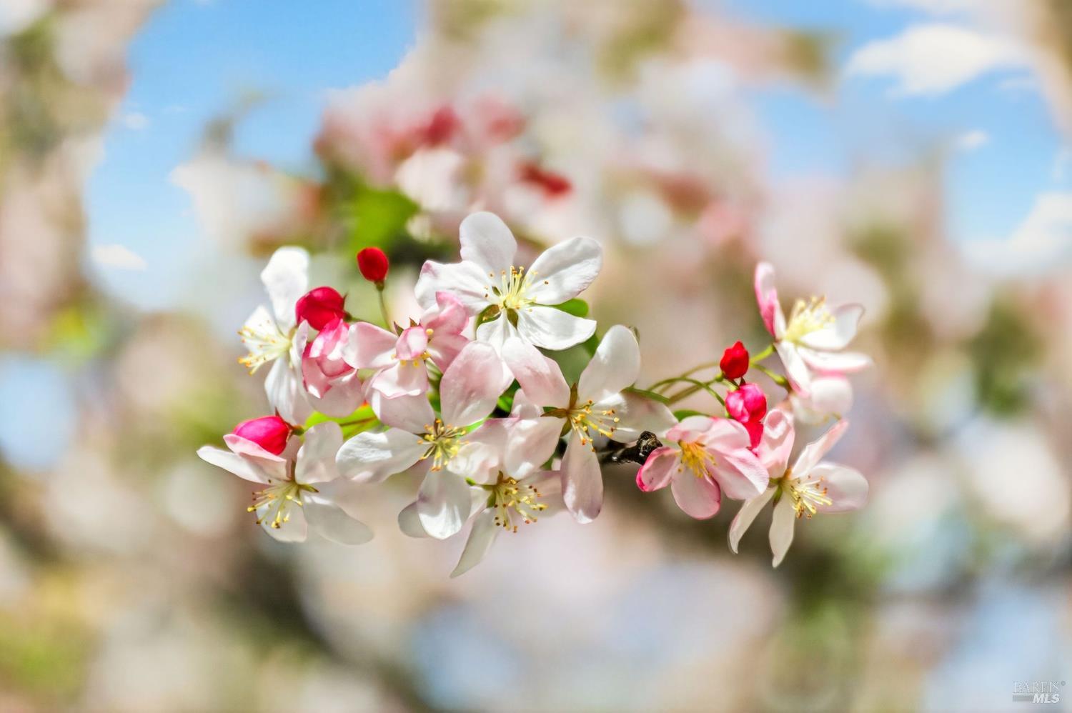 Detail Gallery Image 61 of 63 For 2543 Pinot Way, Saint Helena,  CA 94574 - 3 Beds | 2 Baths