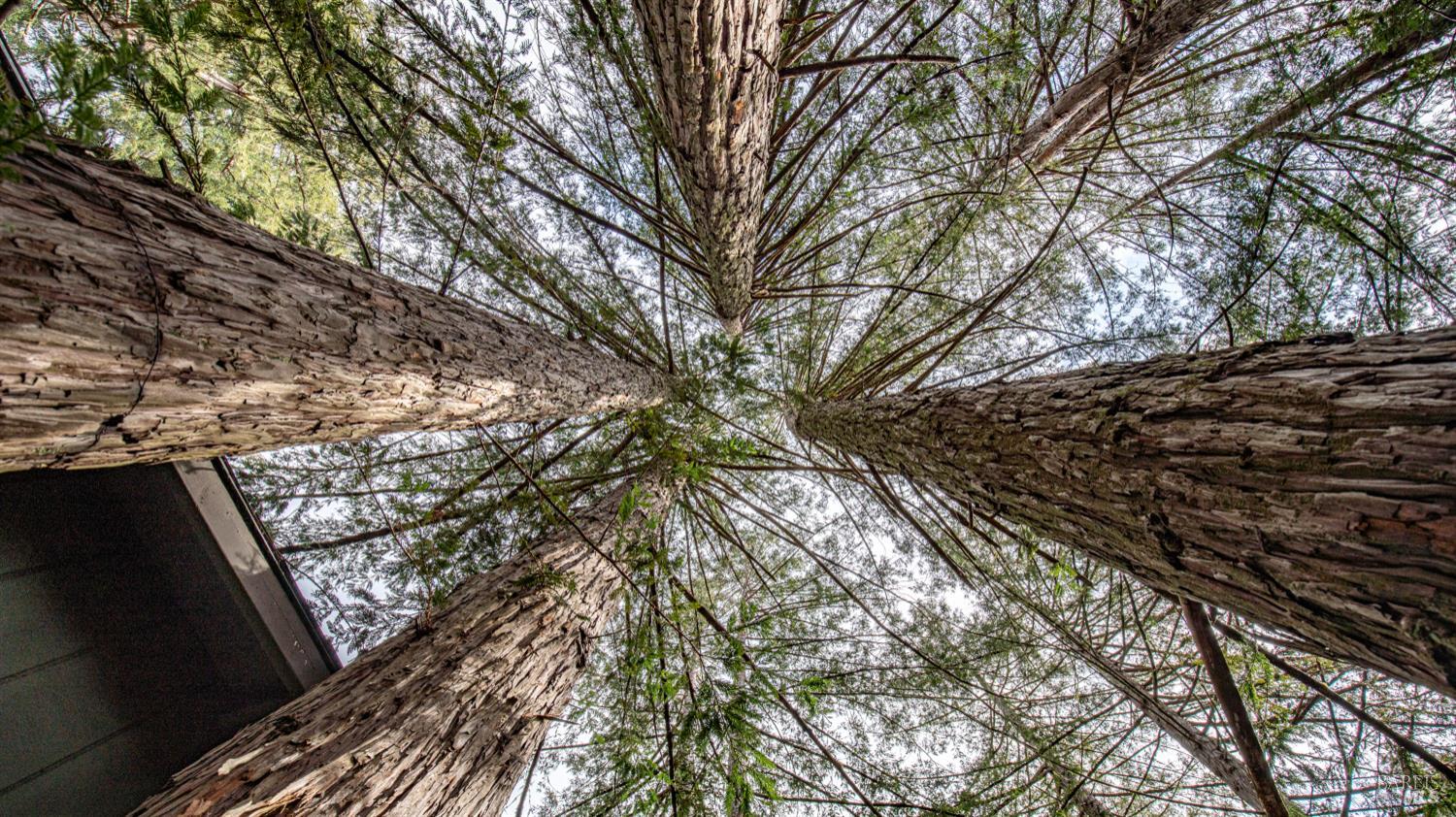 Detail Gallery Image 70 of 90 For 7456 Sir Francis Drake Blvd, Lagunitas,  CA 94938 - 4 Beds | 5 Baths