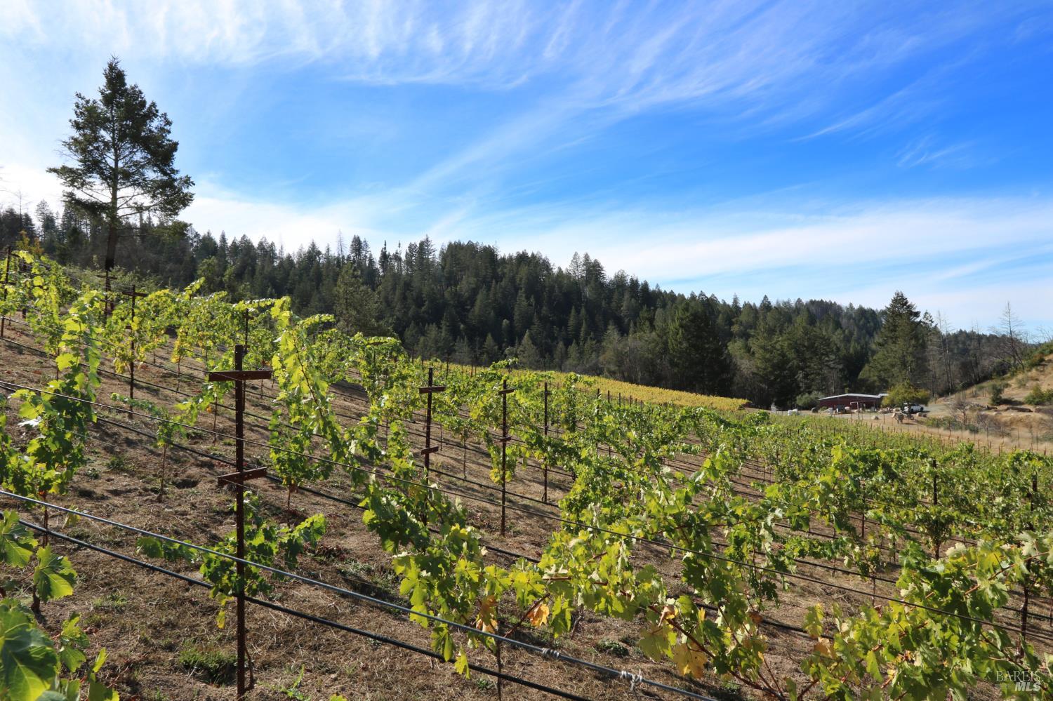 Detail Gallery Image 56 of 67 For 1755 Diamond Mountain Rd, Calistoga,  CA 94515 - 3 Beds | 3/1 Baths
