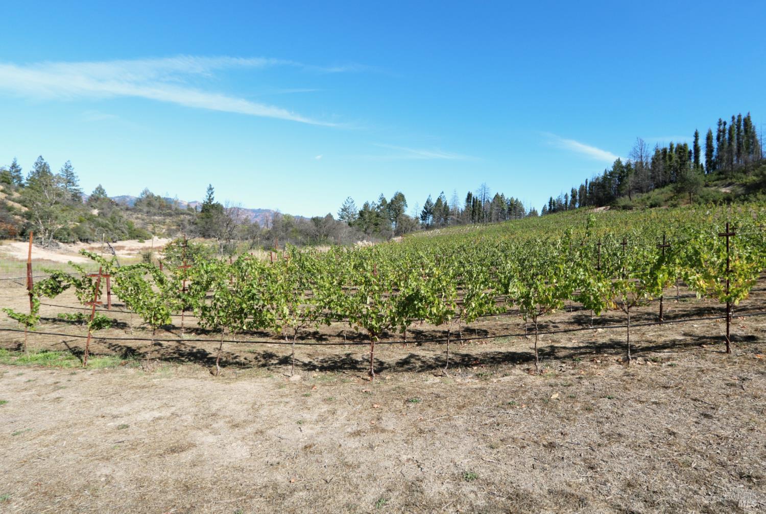 Detail Gallery Image 59 of 67 For 1755 Diamond Mountain Rd, Calistoga,  CA 94515 - 3 Beds | 3/1 Baths