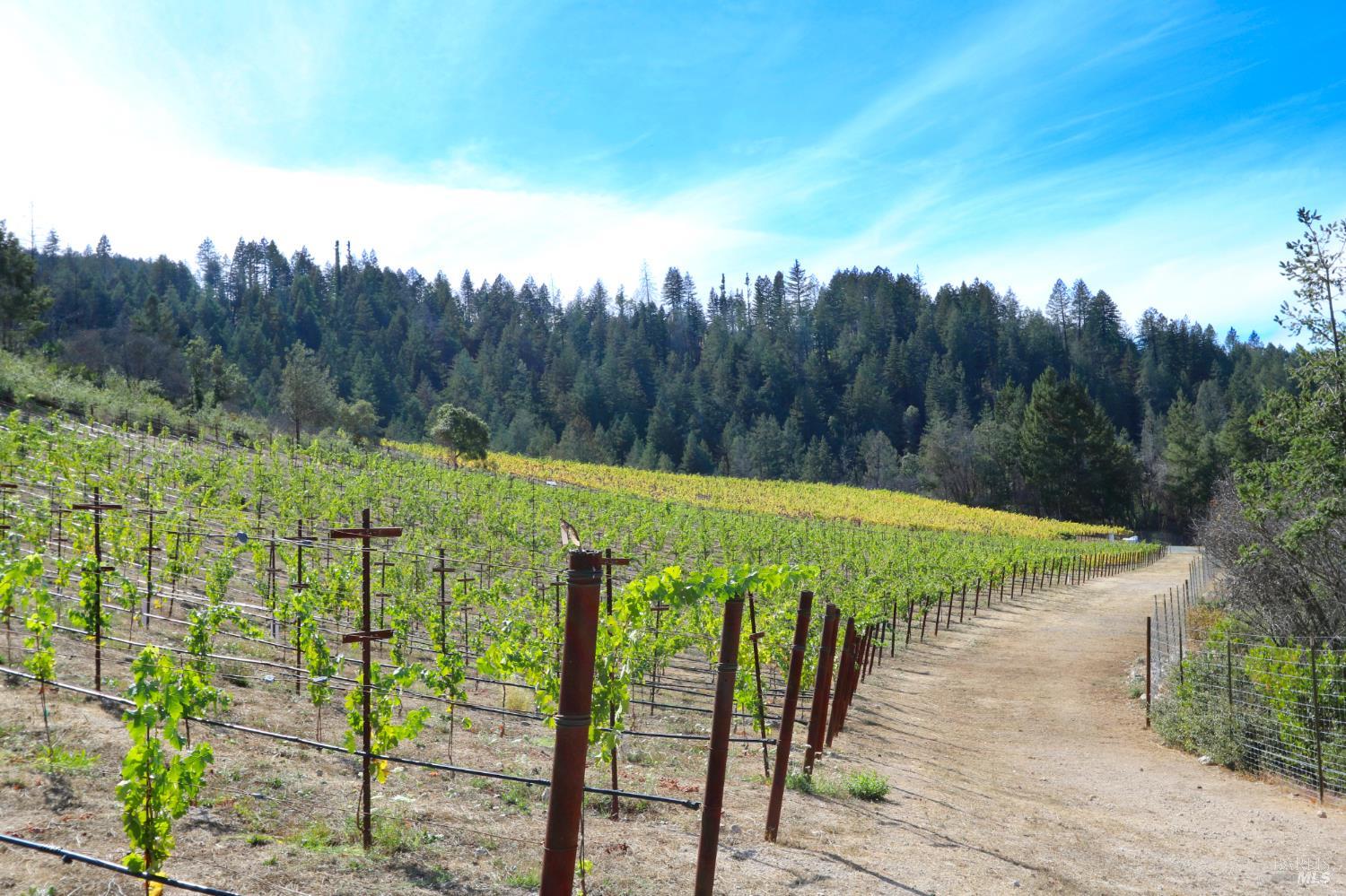 Detail Gallery Image 54 of 67 For 1755 Diamond Mountain Rd, Calistoga,  CA 94515 - 3 Beds | 3/1 Baths