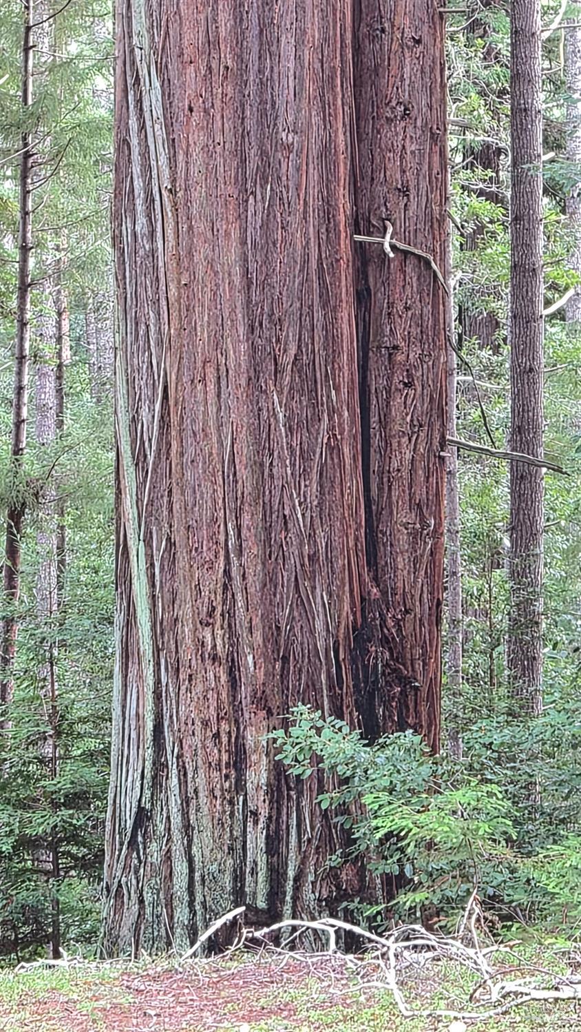 Detail Gallery Image 21 of 41 For 23606 Primrose Ave, Willits,  CA 95490 - – Beds | – Baths