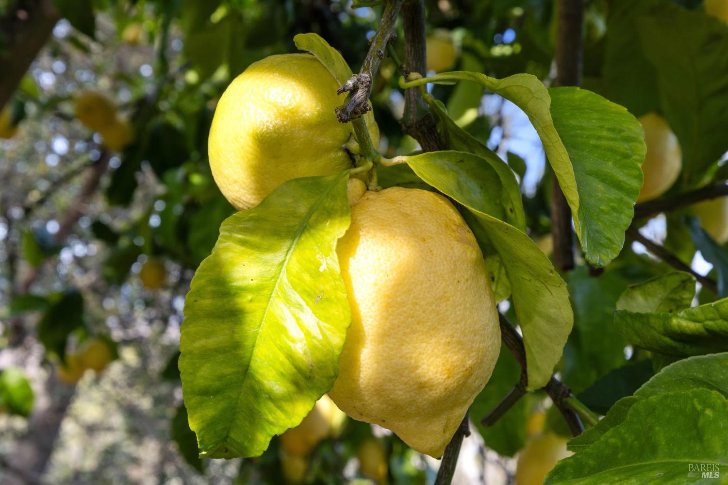 Detail Gallery Image 64 of 66 For 160 Crest Rd, Novato,  CA 94945 - 3 Beds | 3/2 Baths