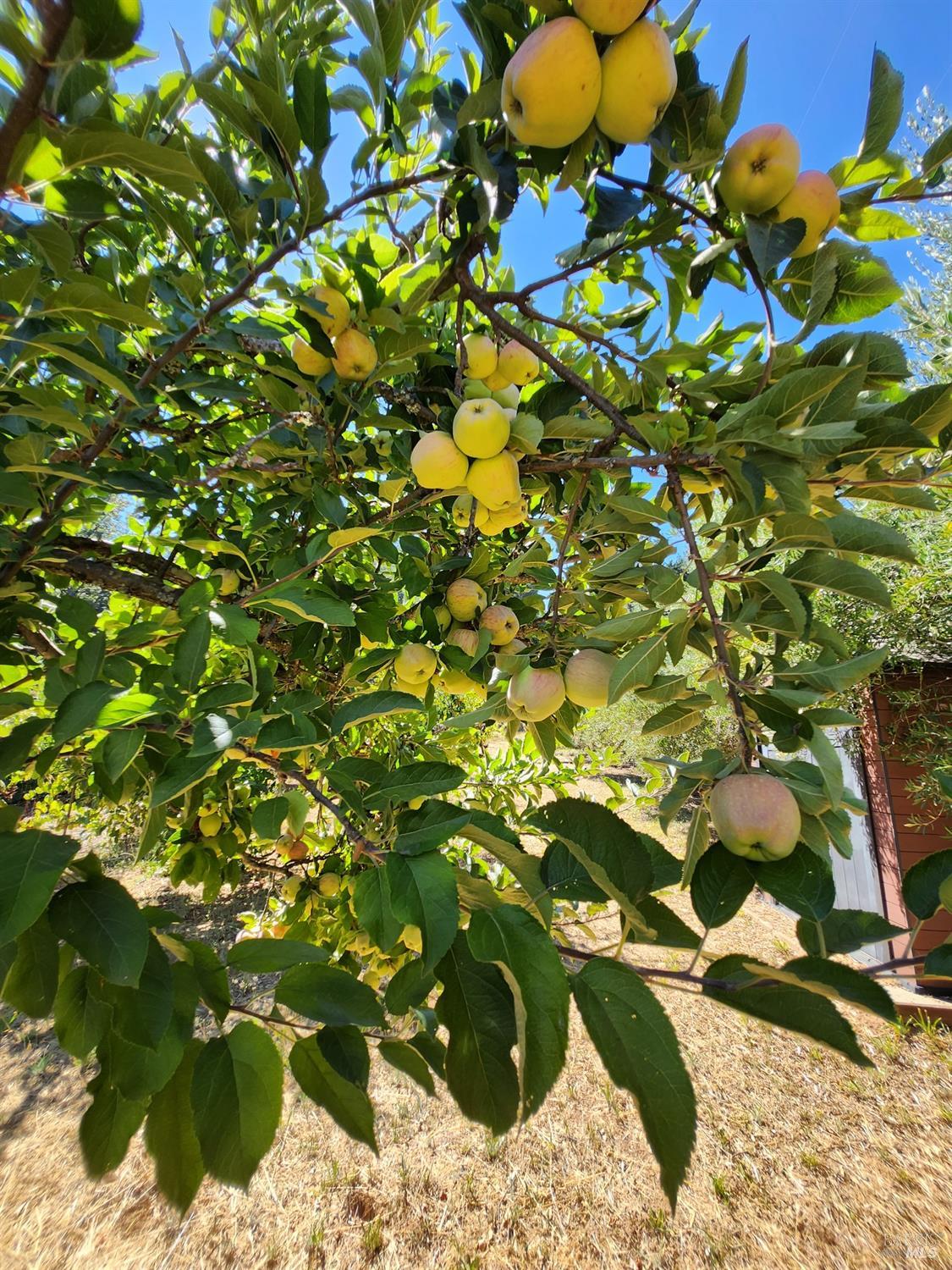 Detail Gallery Image 71 of 74 For 1275 Summit Lake Dr, Angwin,  CA 94508 - 4 Beds | 3/1 Baths