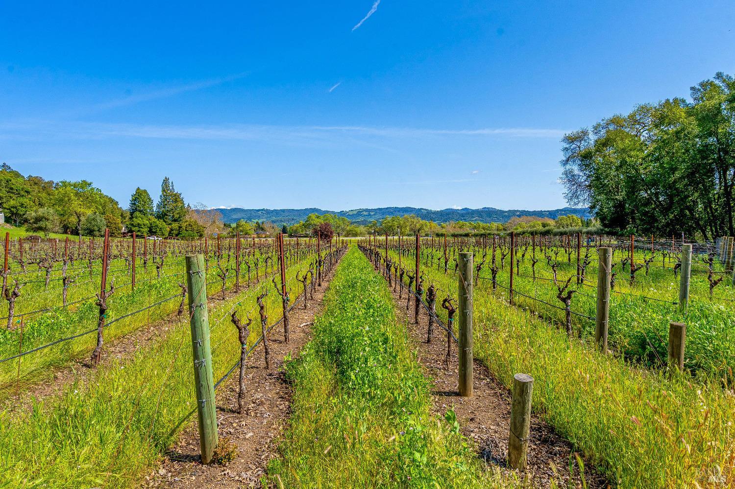 Detail Gallery Image 66 of 68 For 1626 Whitehall Ln, Saint Helena,  CA 94574 - 5 Beds | 7/1 Baths