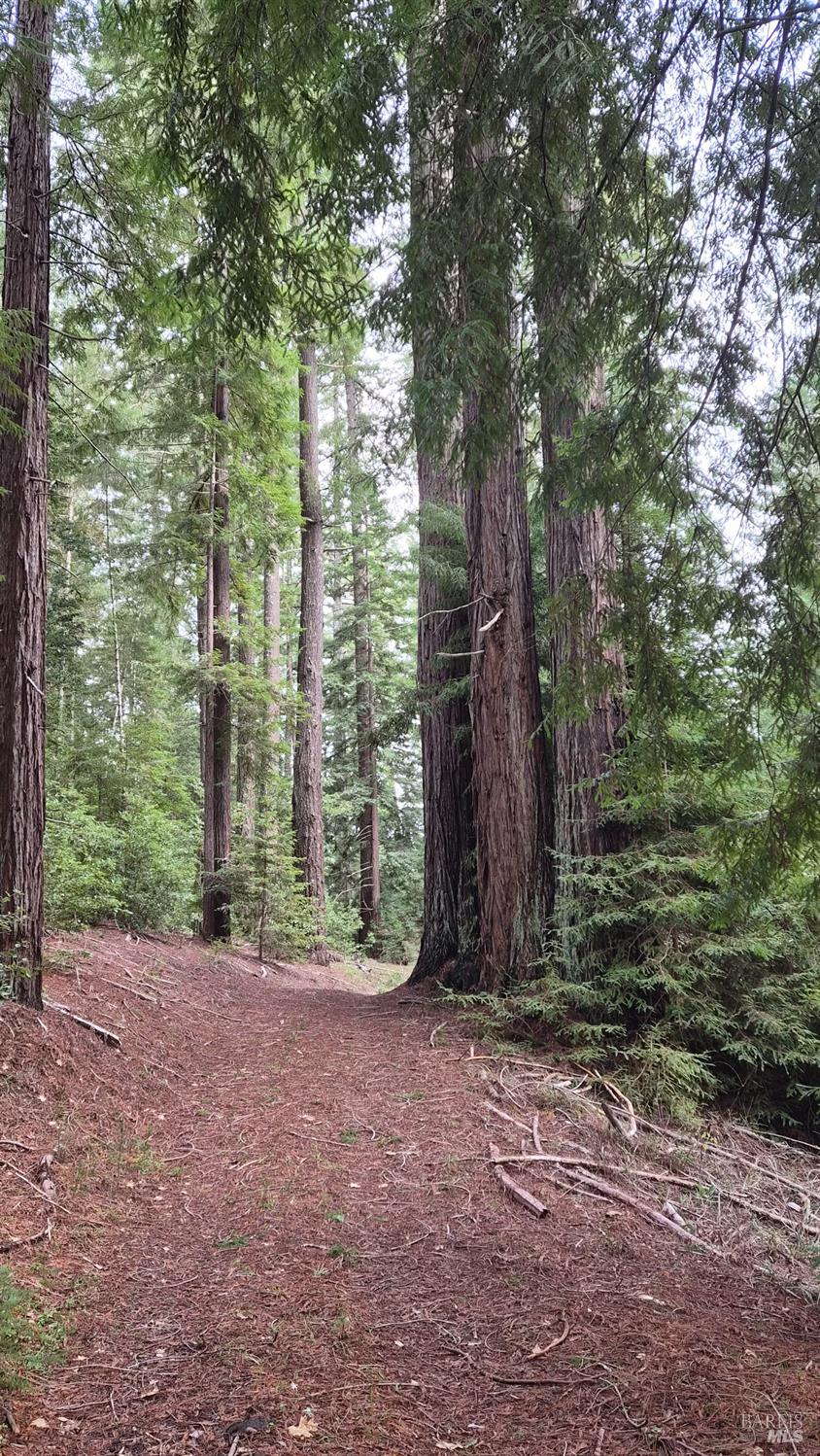 Detail Gallery Image 29 of 41 For 23606 Primrose Ave, Willits,  CA 95490 - – Beds | – Baths