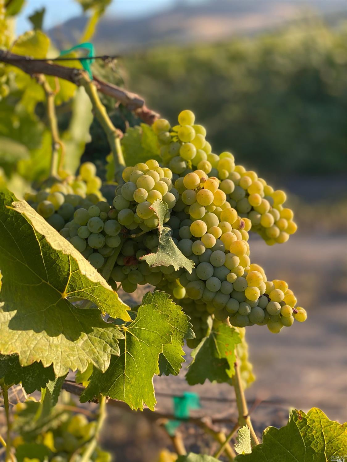 Detail Gallery Image 23 of 46 For 4144 Green Valley Rd, Fairfield,  CA 94534 - – Beds | – Baths