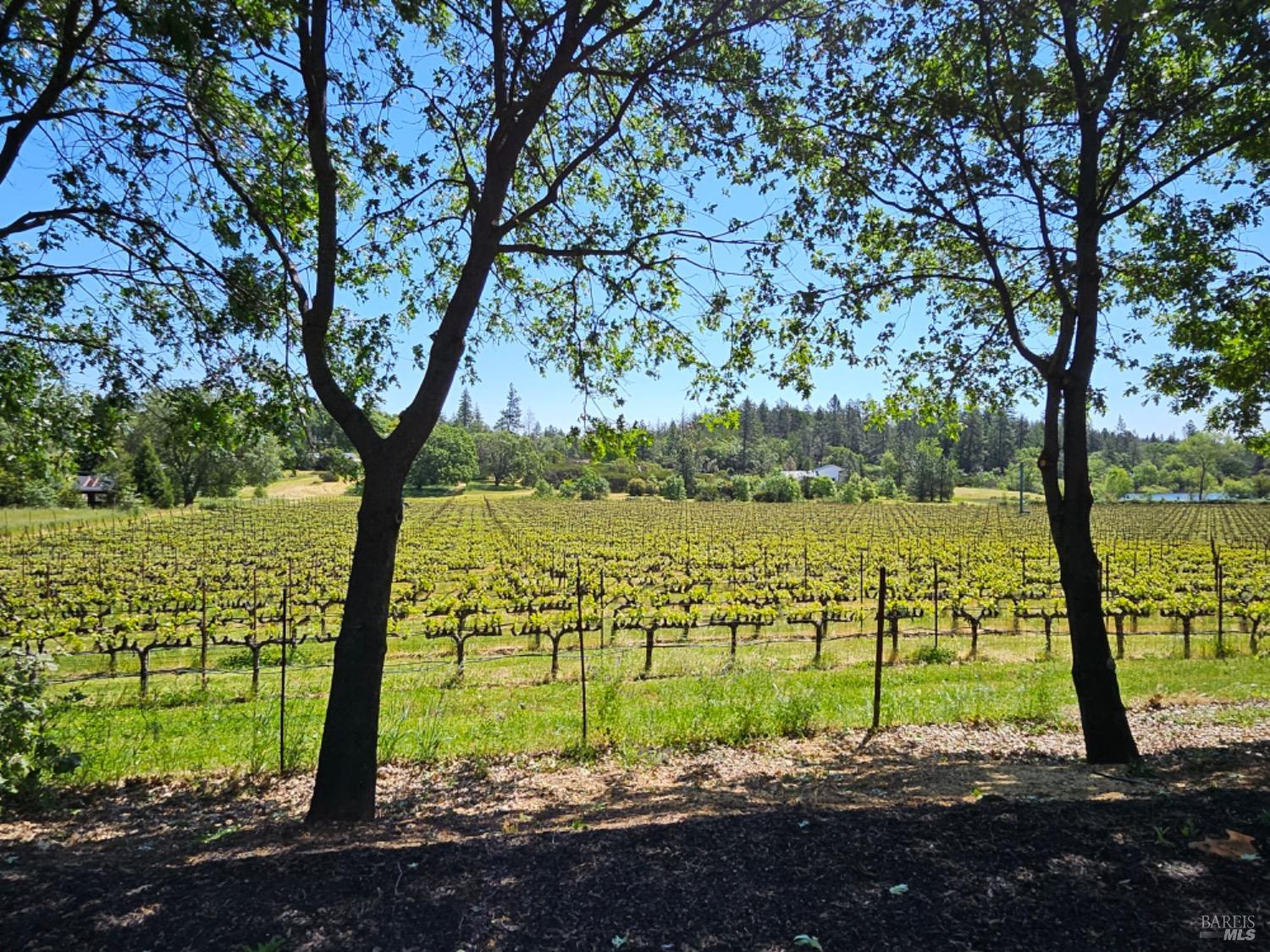 Detail Gallery Image 5 of 74 For 1275 Summit Lake Dr, Angwin,  CA 94508 - 4 Beds | 3/1 Baths