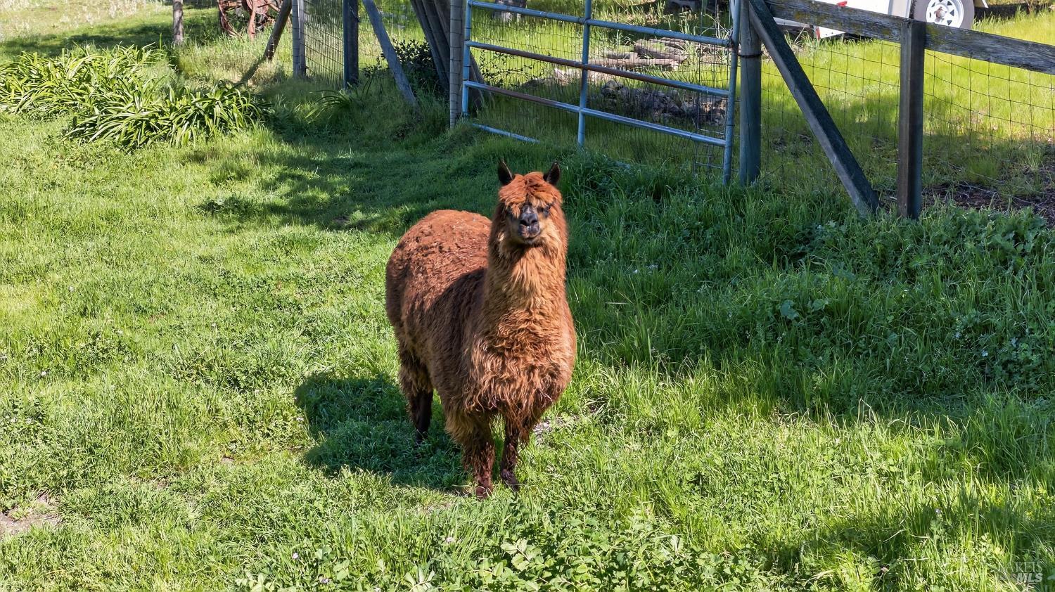 Detail Gallery Image 47 of 51 For 445 Marshall Ave, Petaluma,  CA 94952 - 3 Beds | 2 Baths