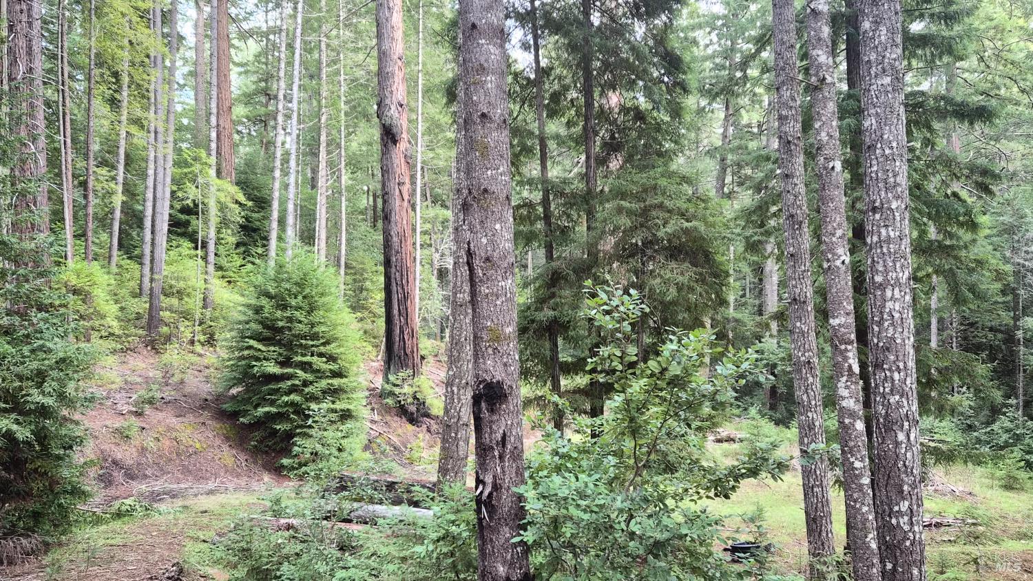 Detail Gallery Image 26 of 41 For 23606 Primrose Ave, Willits,  CA 95490 - – Beds | – Baths