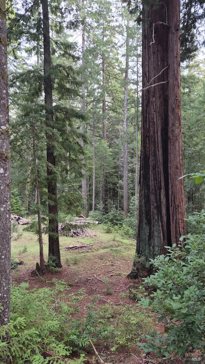 Detail Gallery Image 25 of 41 For 23606 Primrose Ave, Willits,  CA 95490 - – Beds | – Baths