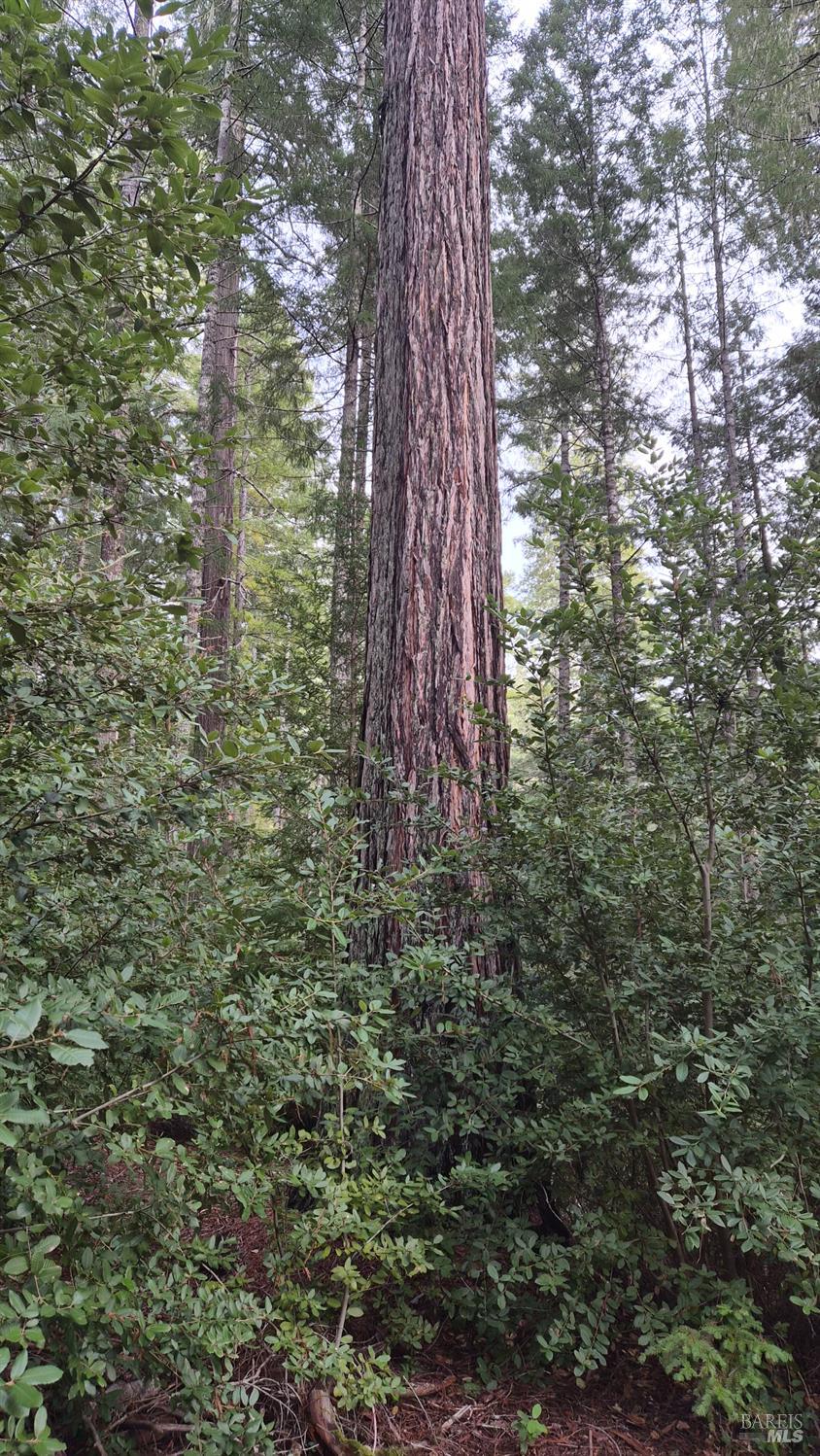 Detail Gallery Image 20 of 41 For 23606 Primrose Ave, Willits,  CA 95490 - – Beds | – Baths