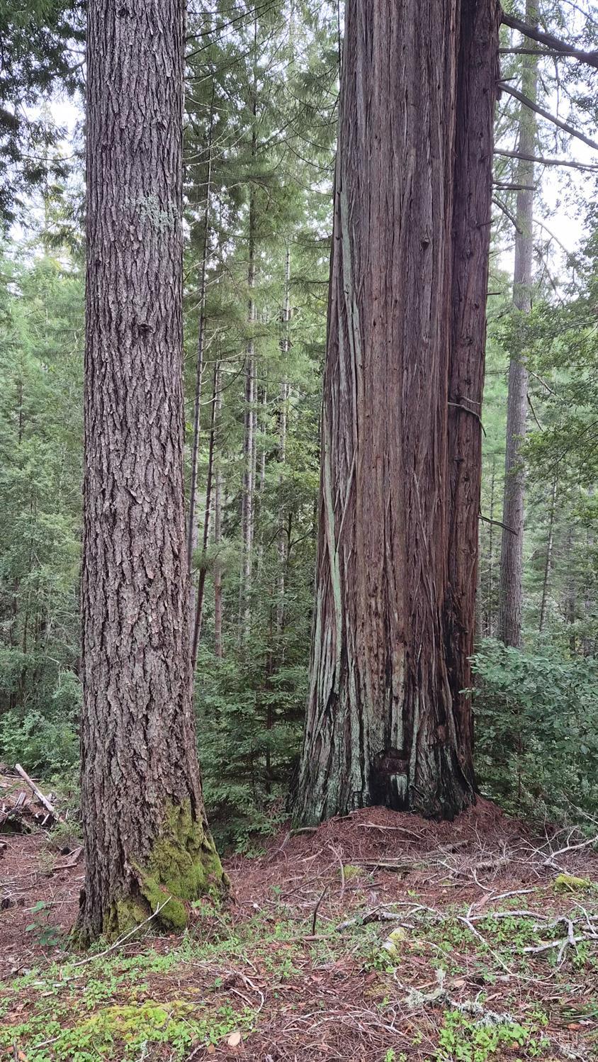 Detail Gallery Image 24 of 41 For 23606 Primrose Ave, Willits,  CA 95490 - – Beds | – Baths