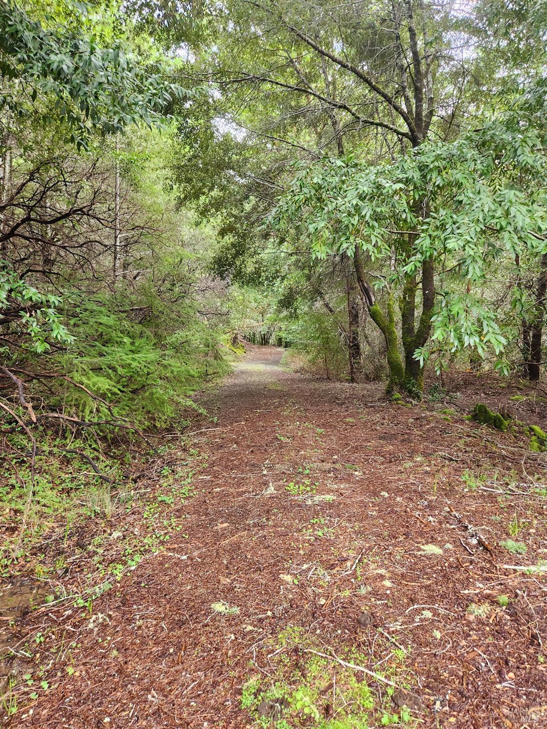 Detail Gallery Image 10 of 41 For 23606 Primrose Ave, Willits,  CA 95490 - – Beds | – Baths