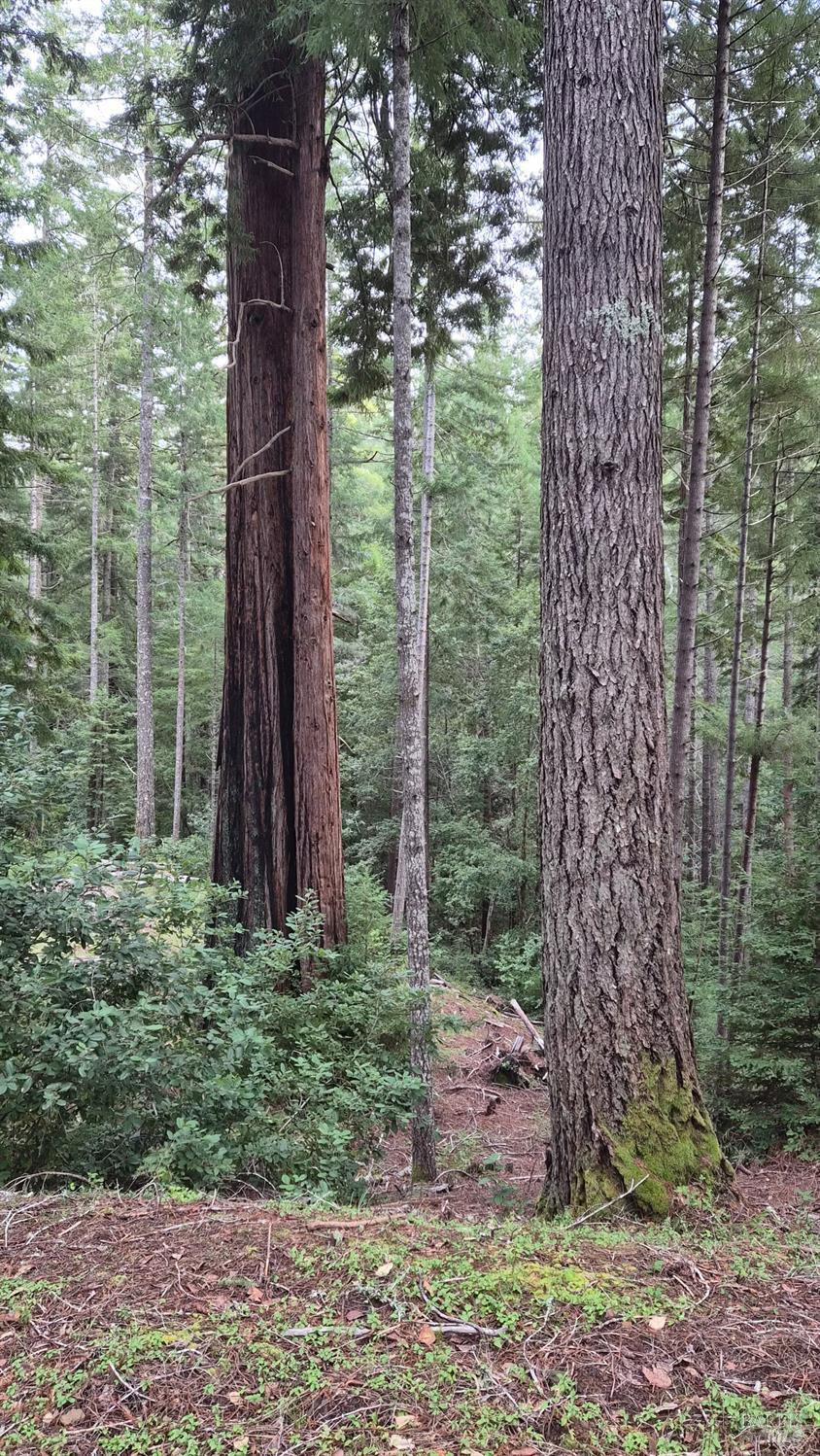 Detail Gallery Image 23 of 41 For 23606 Primrose Ave, Willits,  CA 95490 - – Beds | – Baths