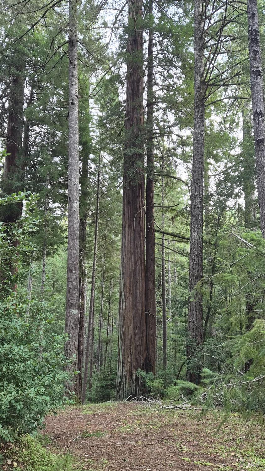 Detail Gallery Image 22 of 41 For 23606 Primrose Ave, Willits,  CA 95490 - – Beds | – Baths