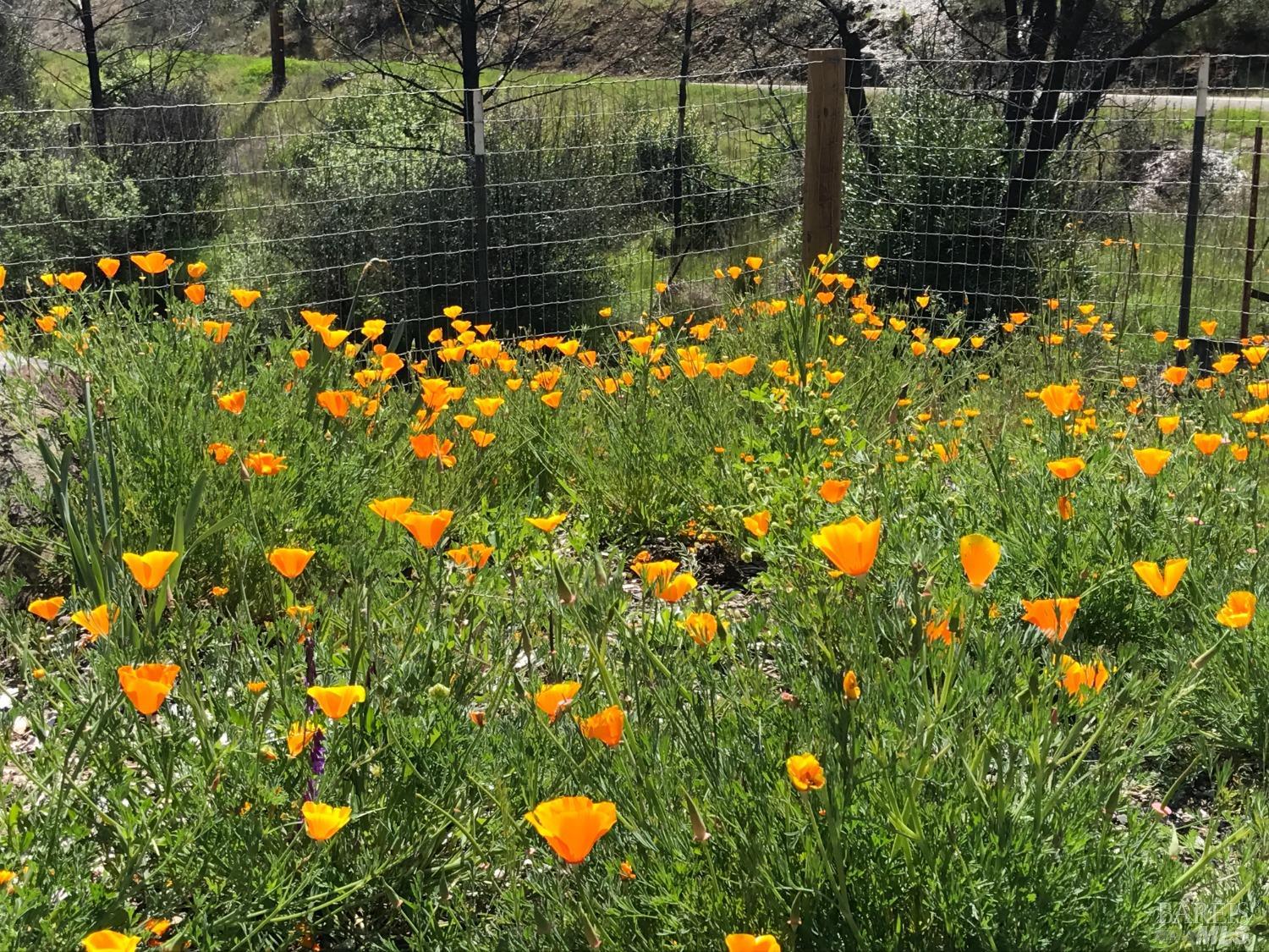 Detail Gallery Image 19 of 43 For 8700 Butts Canyon Rd, Pope Valley,  CA 94567 - 3 Beds | 2 Baths