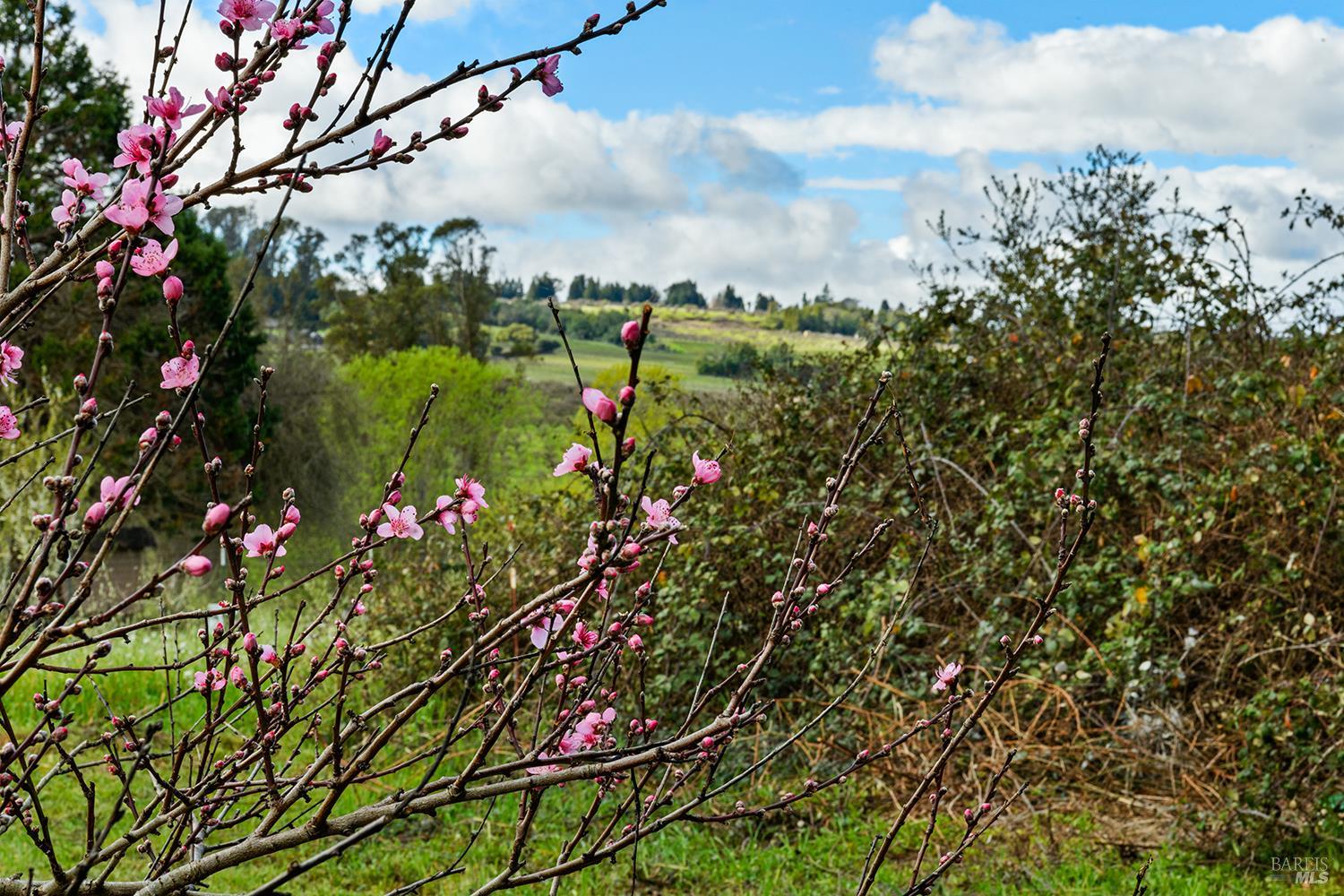 Detail Gallery Image 33 of 36 For 8400 Blackney Rd, Sebastopol,  CA 95472 - 2 Beds | 1 Baths