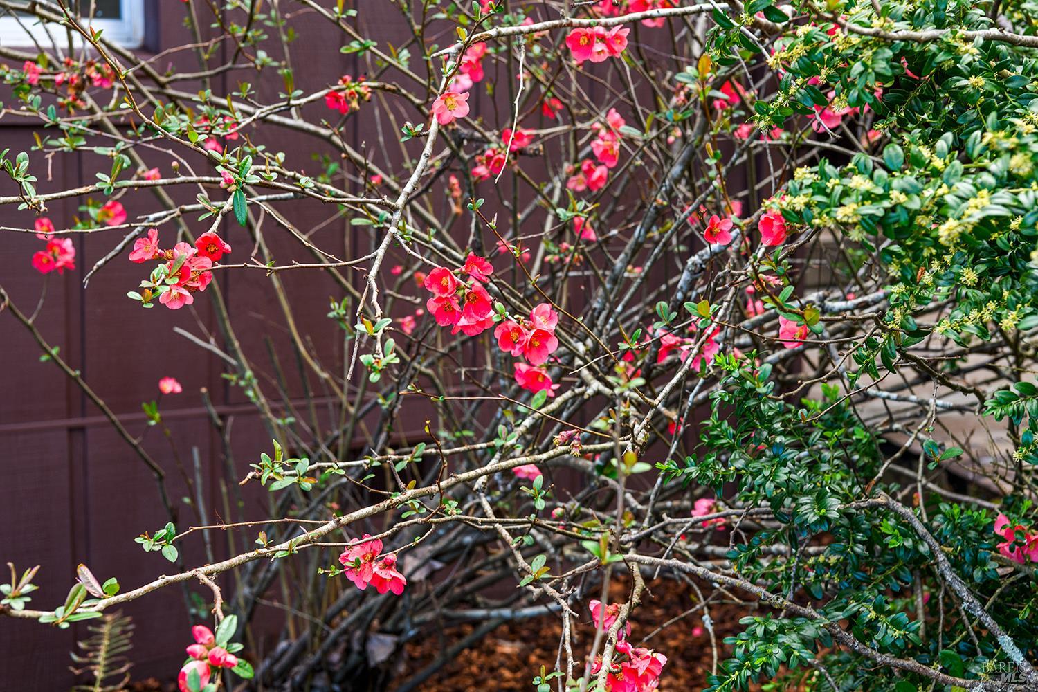 Detail Gallery Image 32 of 36 For 8400 Blackney Rd, Sebastopol,  CA 95472 - 2 Beds | 1 Baths