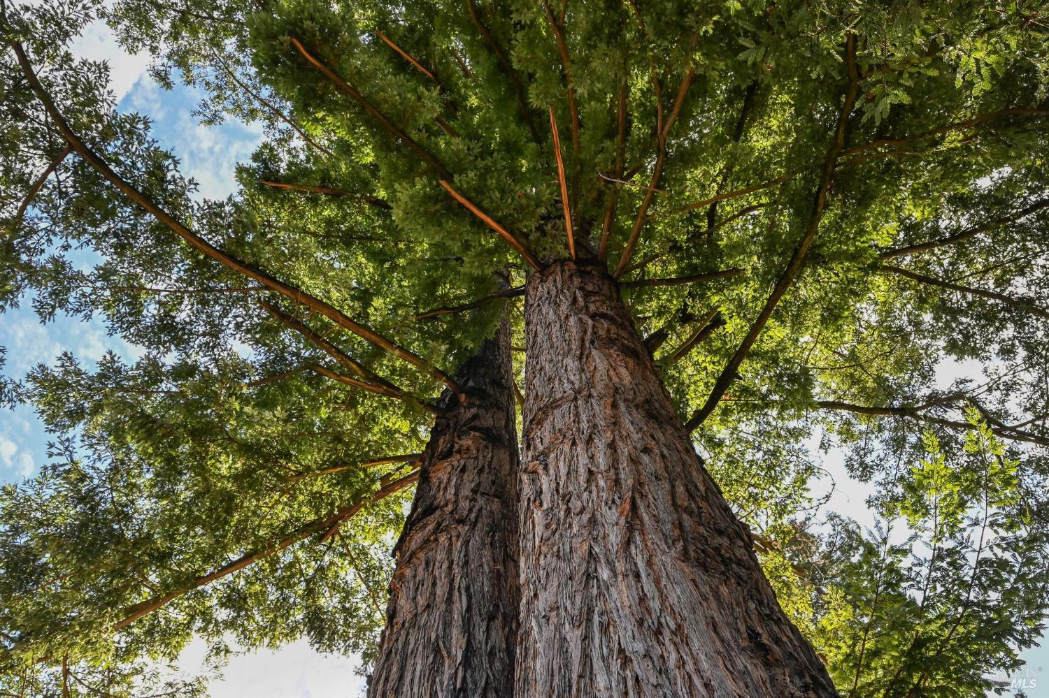 Detail Gallery Image 39 of 43 For 404 Spruce St, Mill Valley,  CA 94941 - 3 Beds | 2 Baths