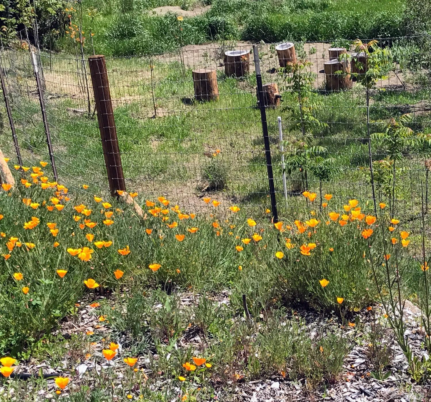 Detail Gallery Image 20 of 43 For 8700 Butts Canyon Rd, Pope Valley,  CA 94567 - 3 Beds | 2 Baths