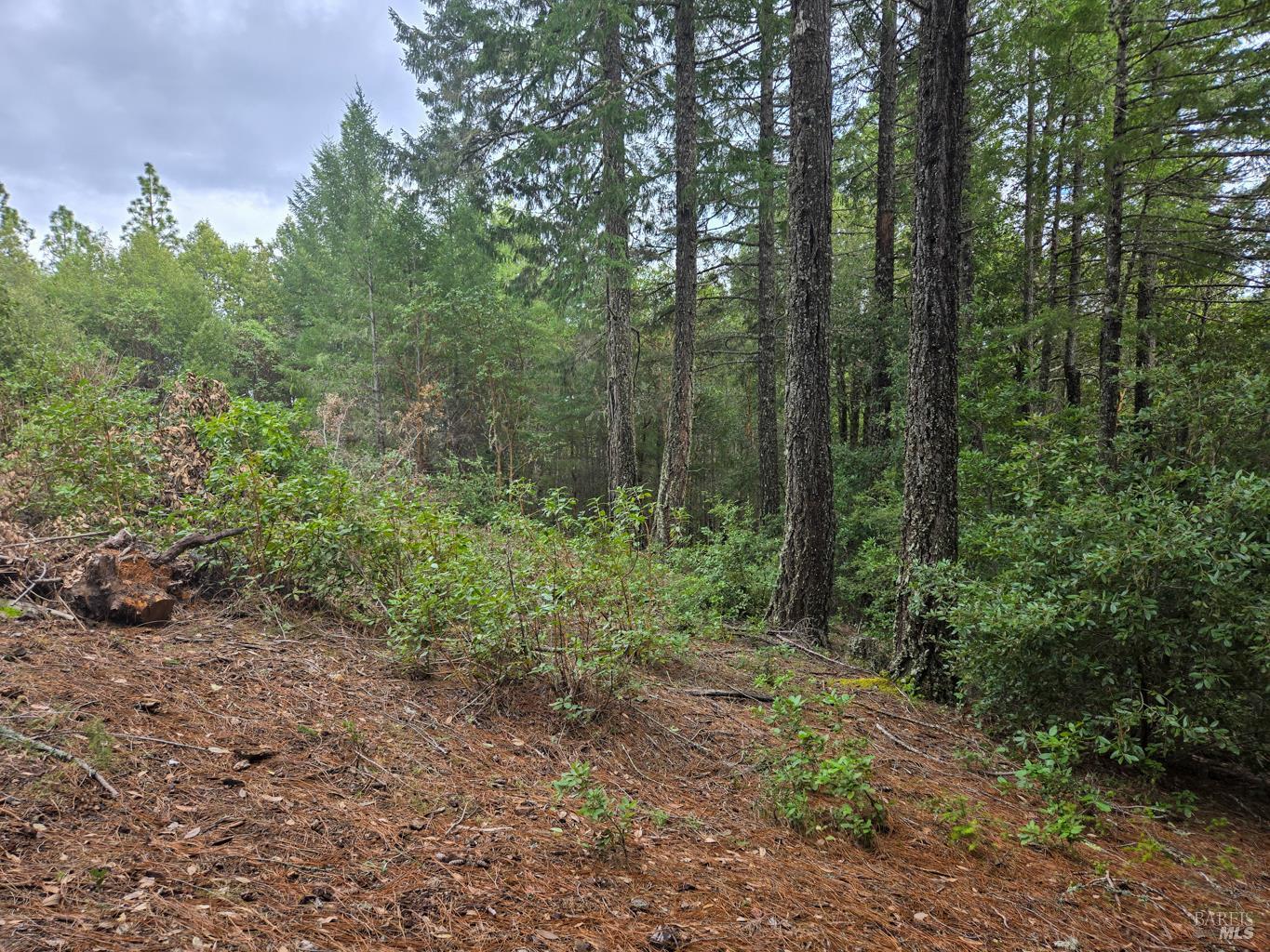 Detail Gallery Image 21 of 23 For 36341 Covelo Rd, Willits,  CA 95490 - – Beds | – Baths