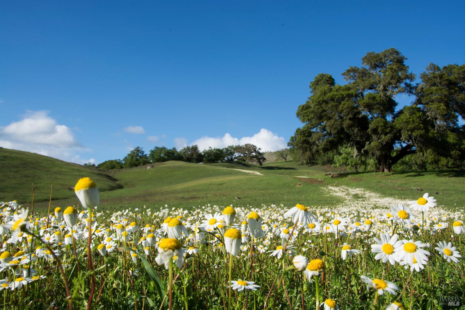 Detail Gallery Image 48 of 59 For 2700 Geysers Rd, Geyserville,  CA 95441 - 3 Beds | 2 Baths