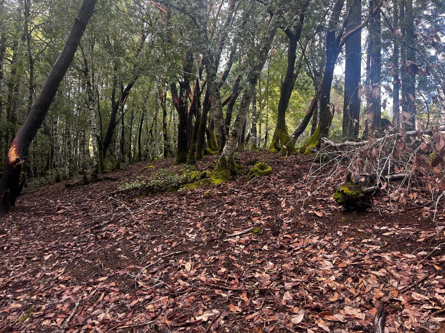 Detail Gallery Image 3 of 8 For 2149 Goose Rd, Willits,  CA 95490 - – Beds | – Baths