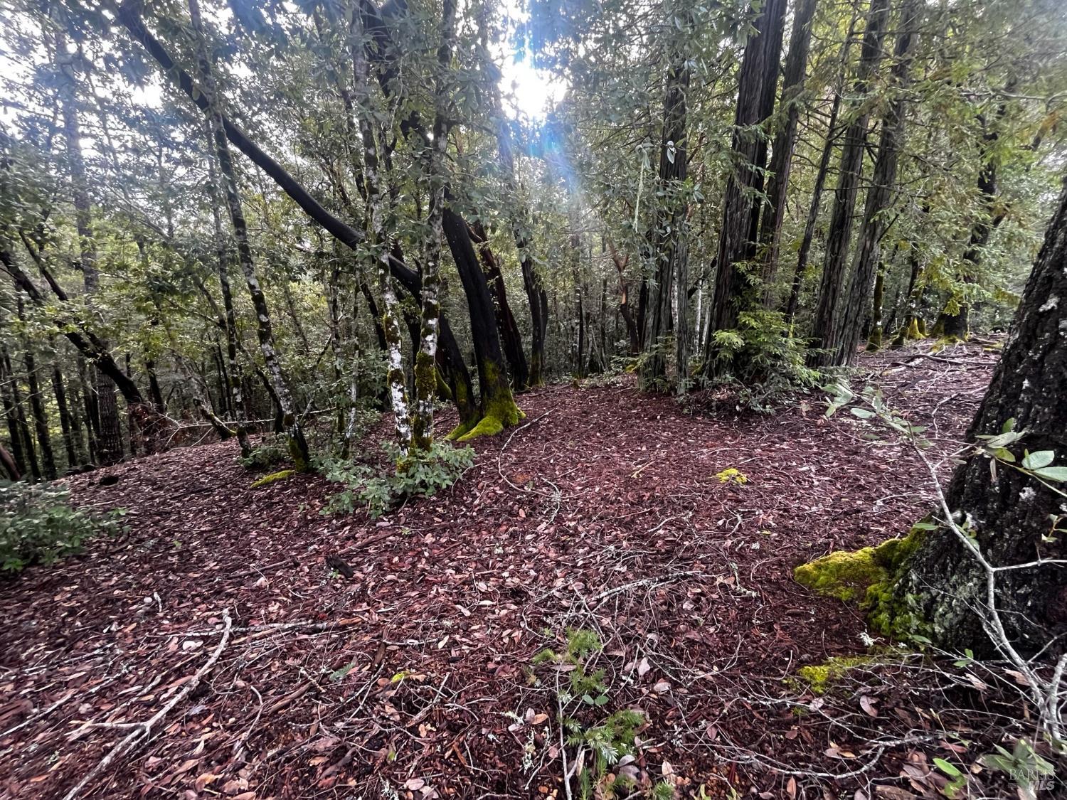 Detail Gallery Image 5 of 8 For 2149 Goose Rd, Willits,  CA 95490 - – Beds | – Baths