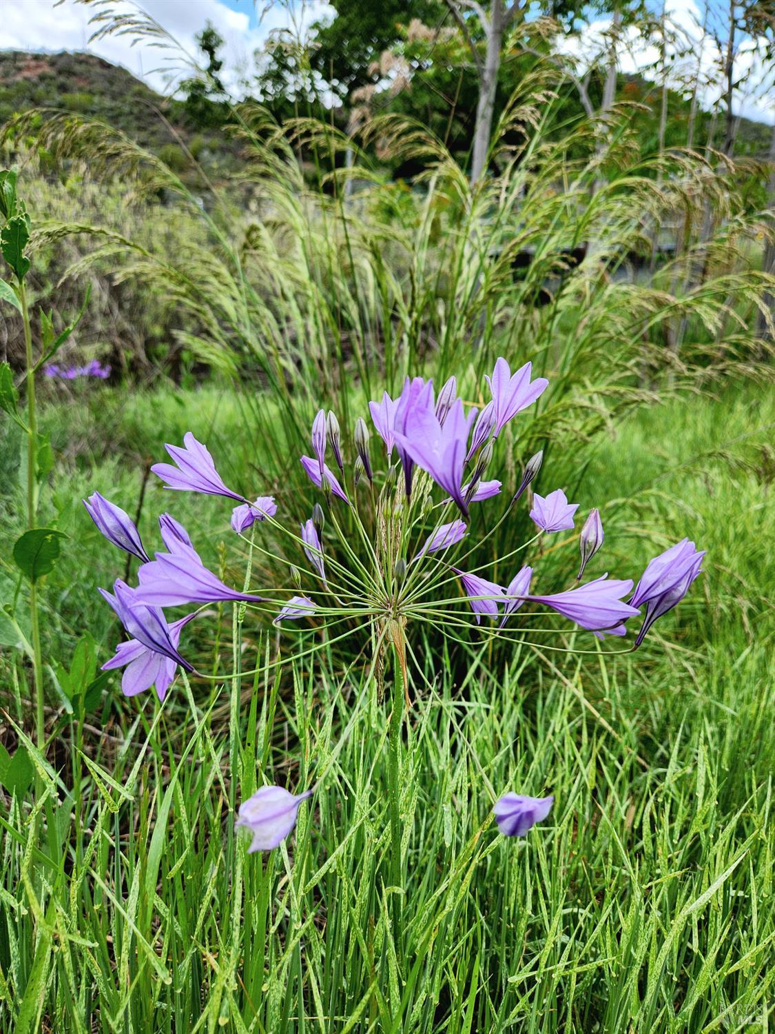 Detail Gallery Image 23 of 43 For 8700 Butts Canyon Rd, Pope Valley,  CA 94567 - 3 Beds | 2 Baths