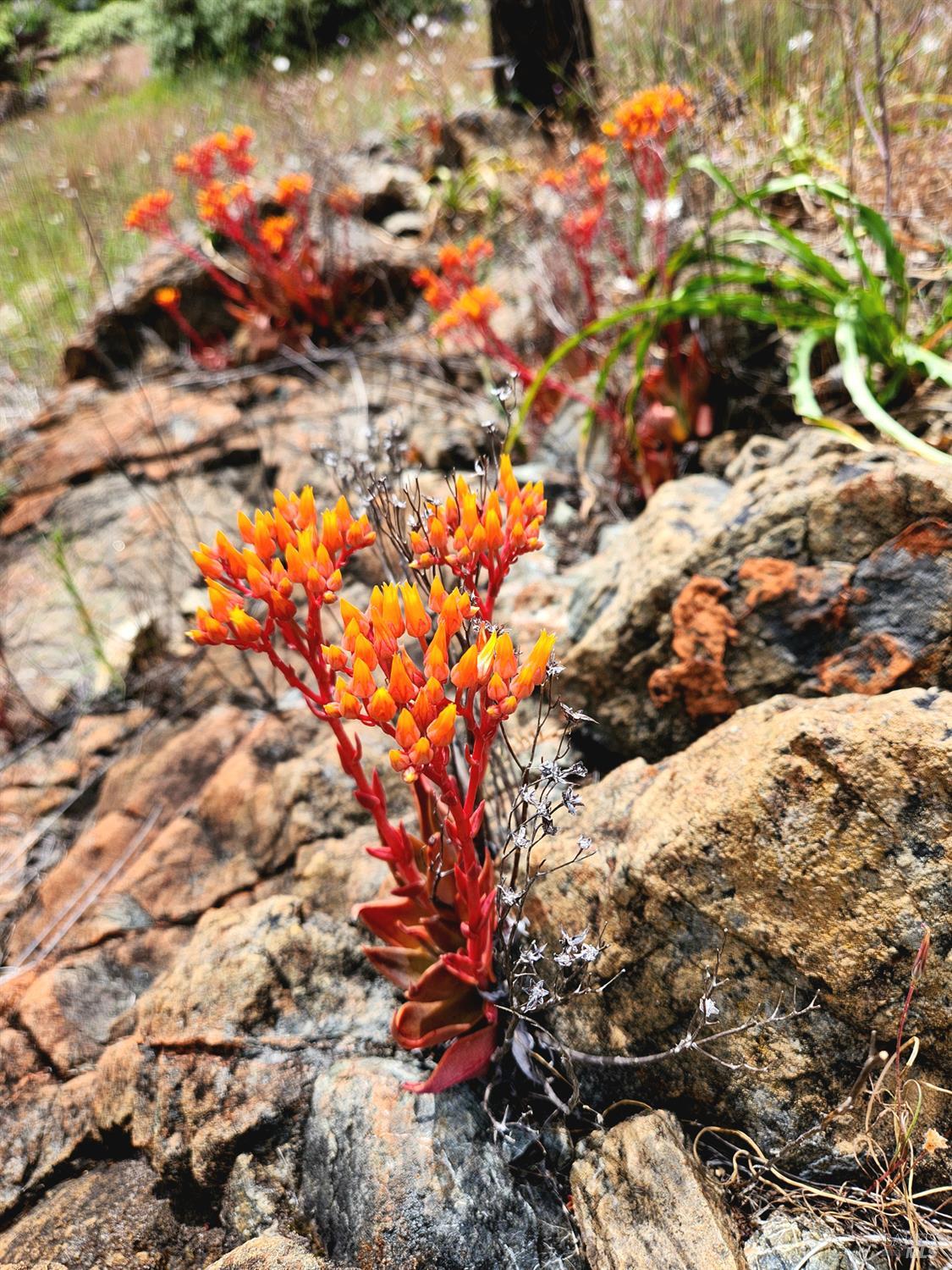 Detail Gallery Image 22 of 43 For 8700 Butts Canyon Rd, Pope Valley,  CA 94567 - 3 Beds | 2 Baths