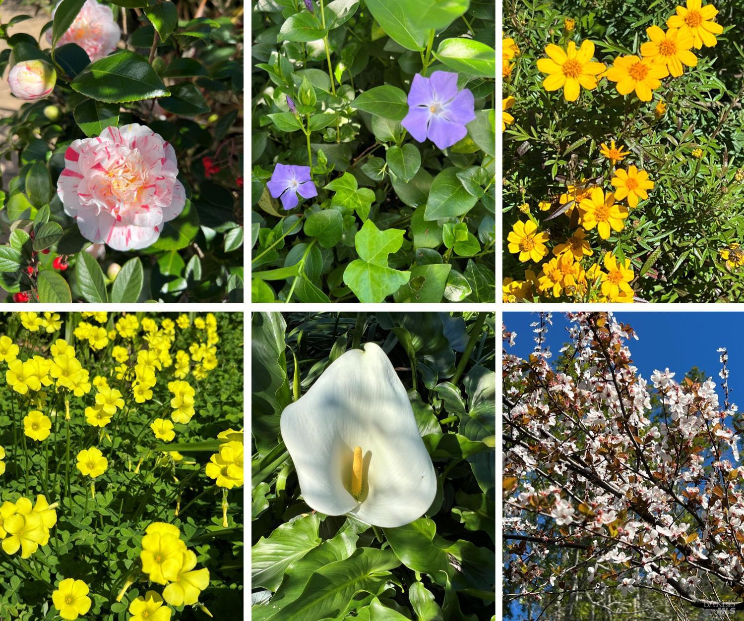 Detail Gallery Image 41 of 46 For 285 Cascade Dr, Fairfax,  CA 94930 - 4 Beds | 2 Baths