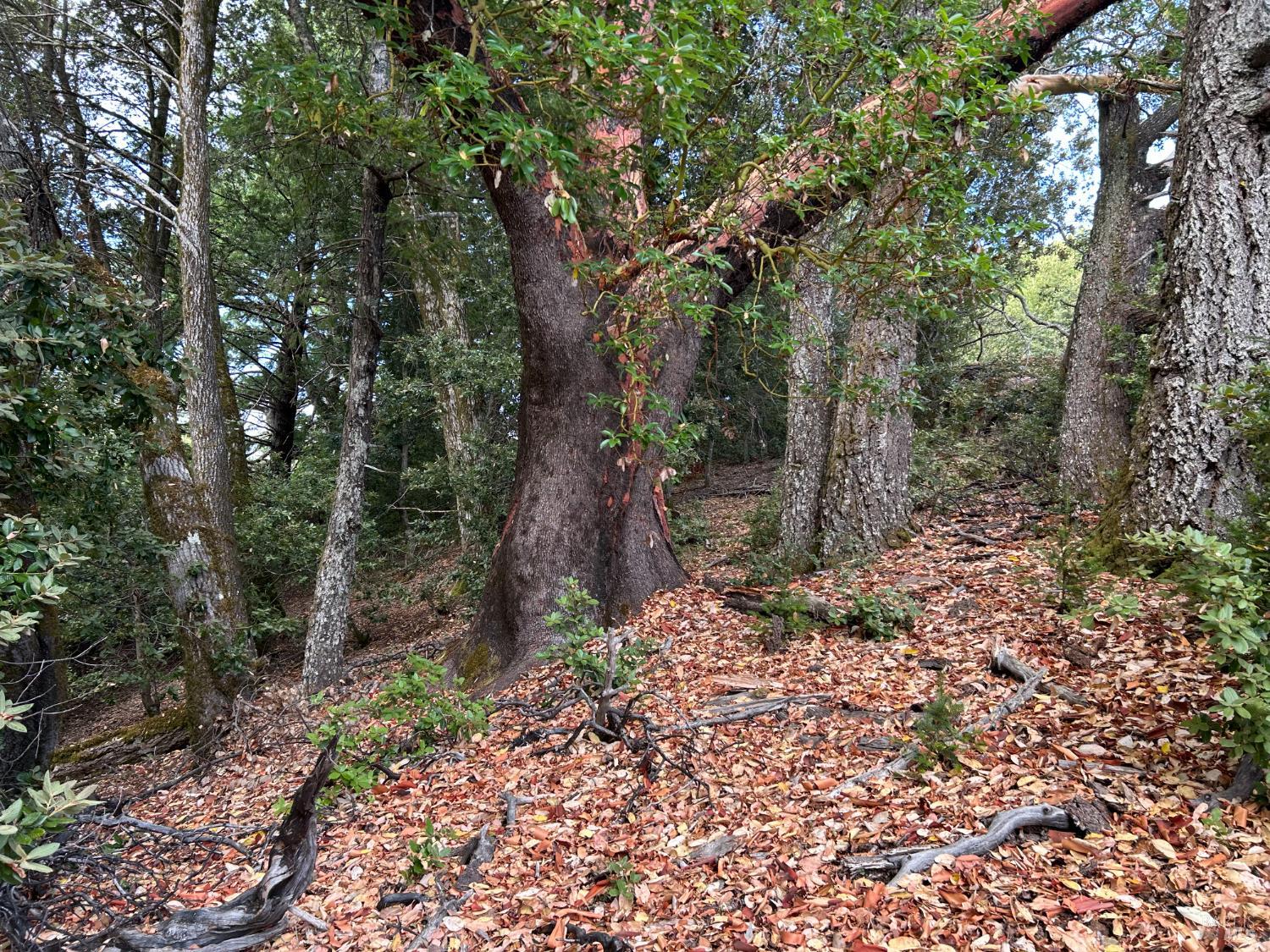 Detail Gallery Image 28 of 40 For 39000 Crispin Rd, Manchester,  CA 95459 - – Beds | – Baths