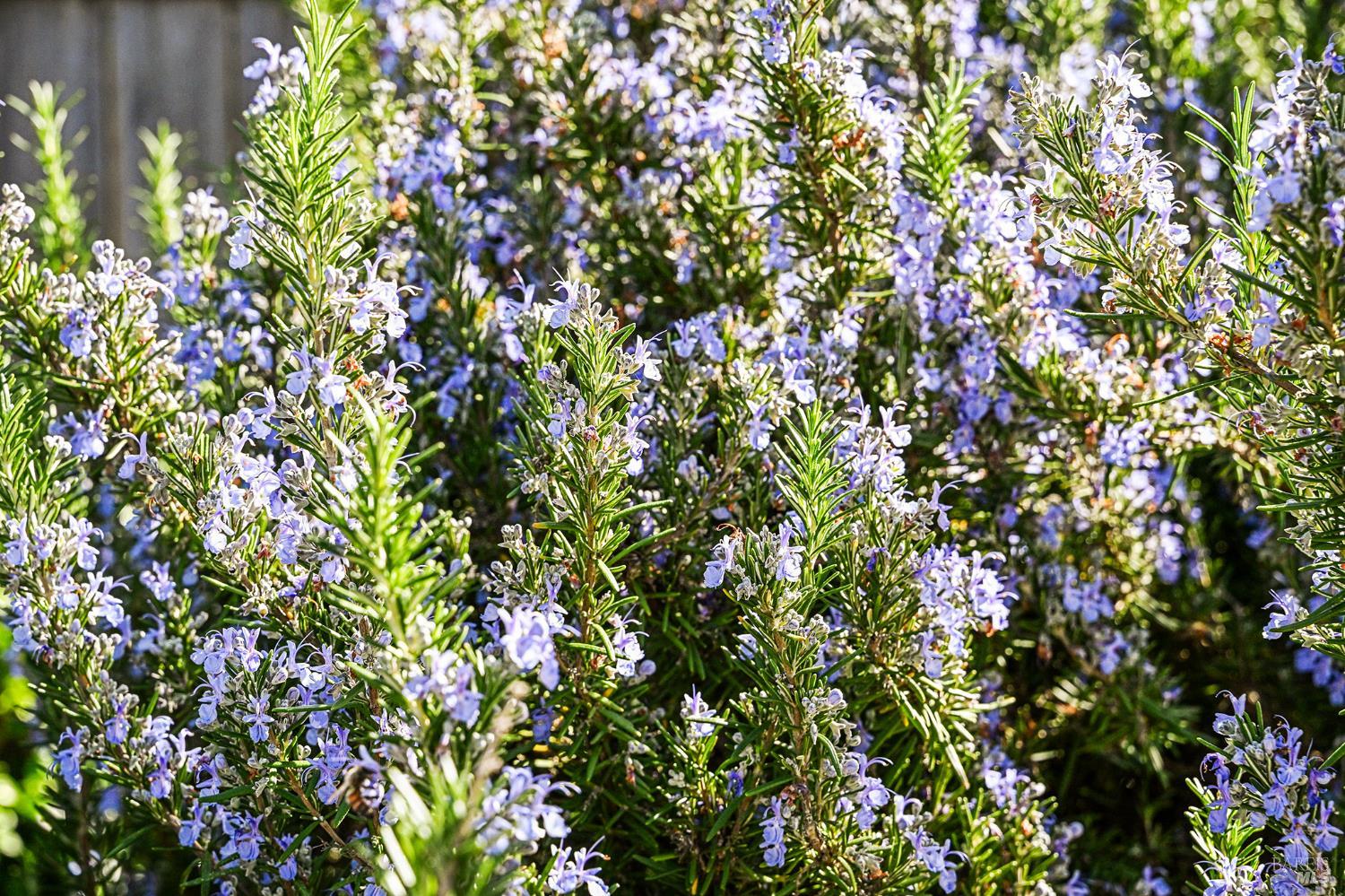 Detail Gallery Image 52 of 57 For 2866 Dusty Stone Ct, Santa Rosa,  CA 95405 - 3 Beds | 2/1 Baths