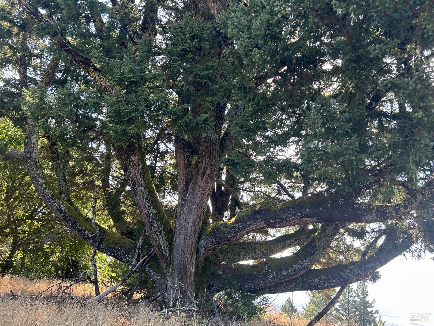 Detail Gallery Image 14 of 40 For 39000 Crispin Rd, Manchester,  CA 95459 - – Beds | – Baths