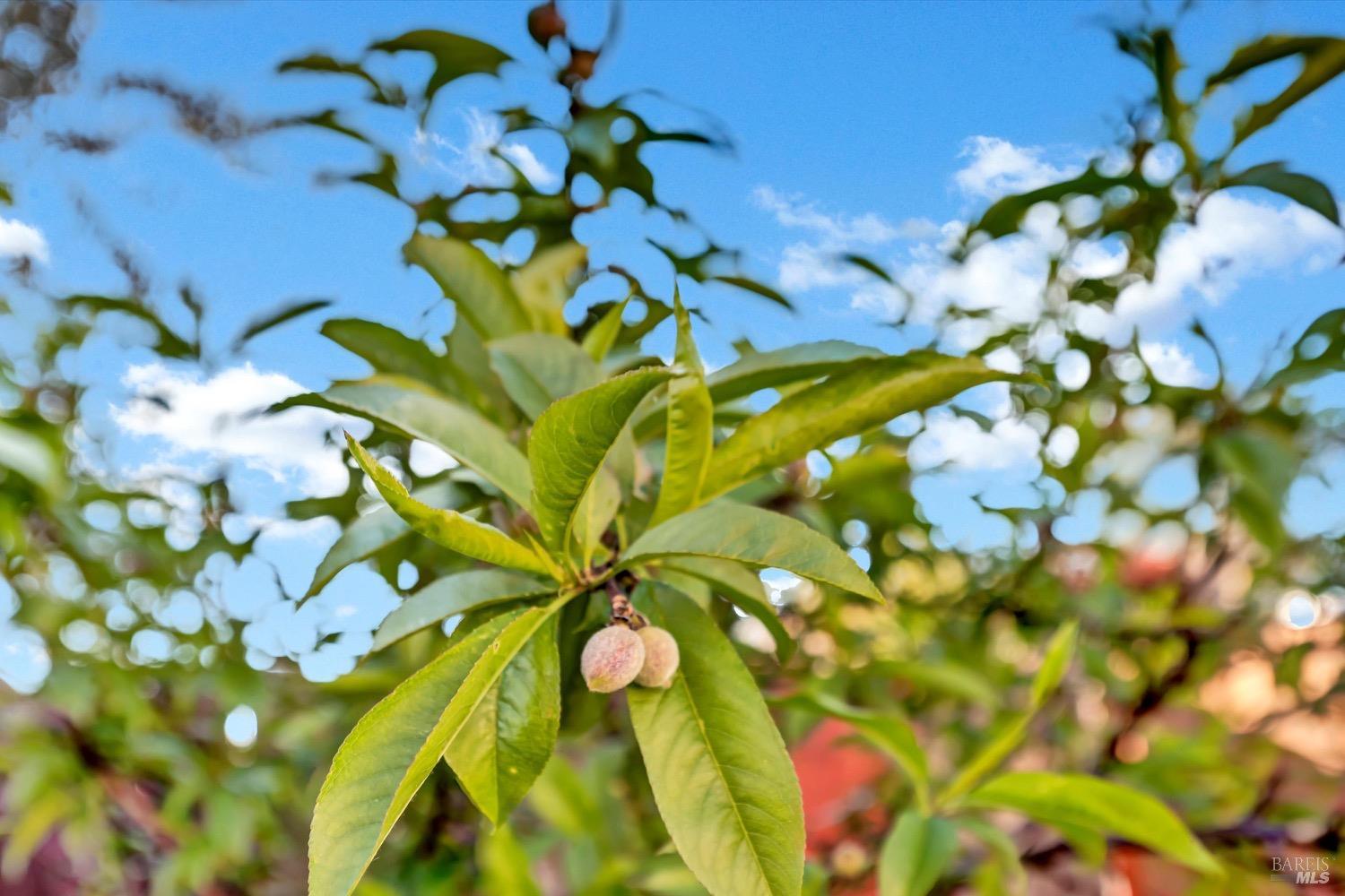 Detail Gallery Image 21 of 27 For 16593 Buckhorn Rd, Hidden Valley Lake,  CA 95467 - 2 Beds | 2 Baths