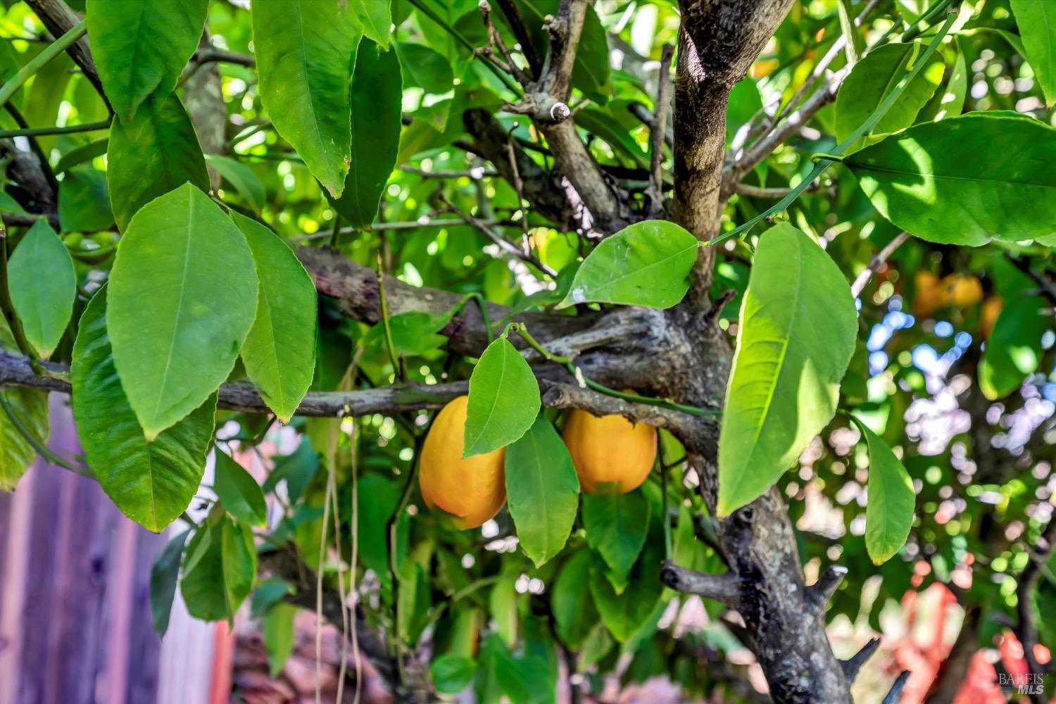 Detail Gallery Image 19 of 27 For 16593 Buckhorn Rd, Hidden Valley Lake,  CA 95467 - 2 Beds | 2 Baths