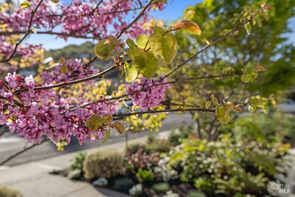 Detail Gallery Image 52 of 60 For 42 Billou St, San Rafael,  CA 94901 - 3 Beds | 2 Baths