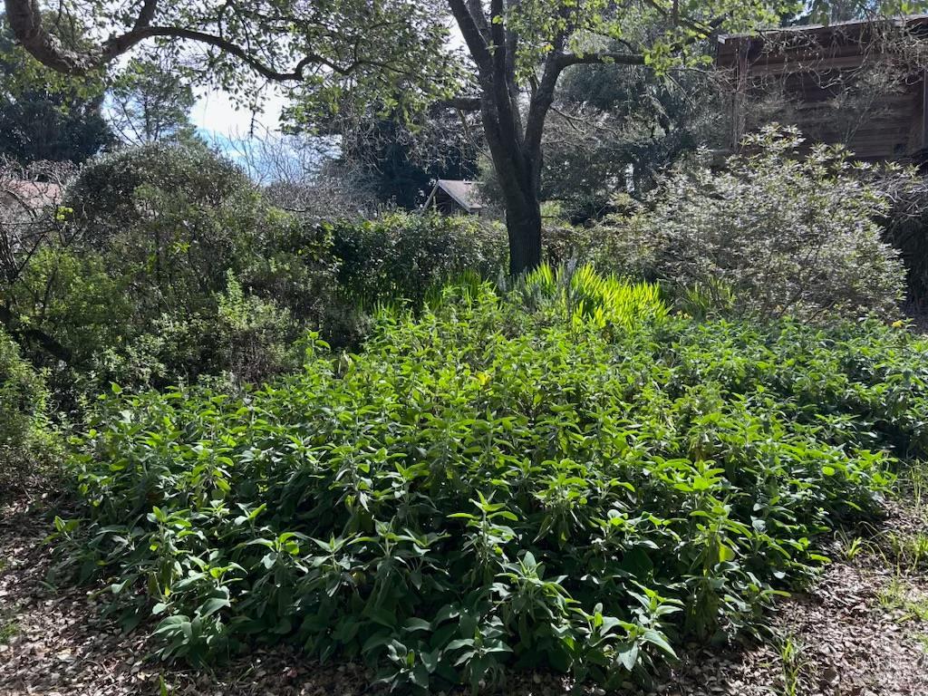 Detail Gallery Image 19 of 55 For 7 Linsdale Ln, Point Reyes Station,  CA 94956 - 3 Beds | 2 Baths