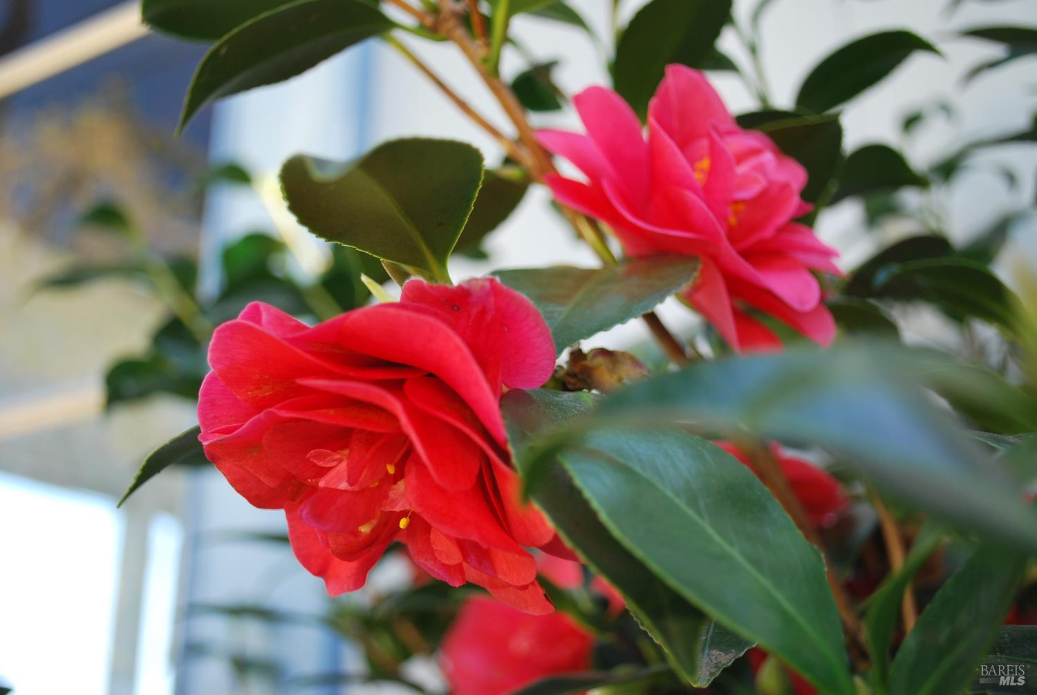 Detail Gallery Image 39 of 39 For 24 La Cresta Dr, Petaluma,  CA 94952 - 3 Beds | 2 Baths