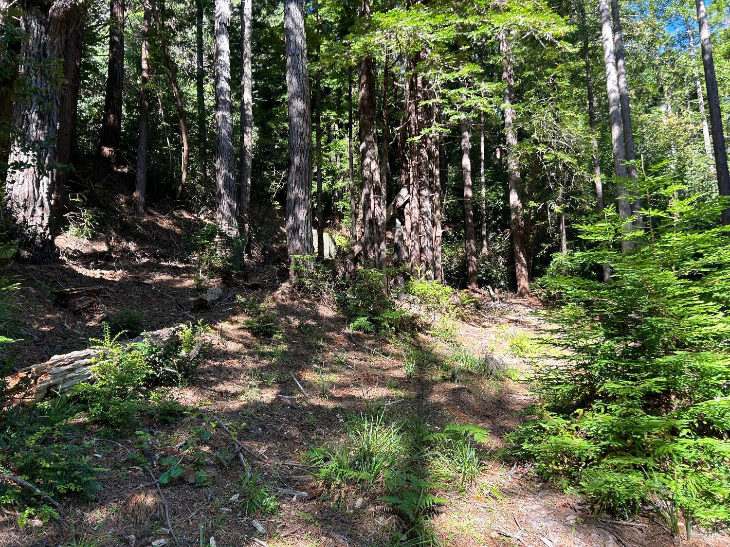 Detail Gallery Image 7 of 13 For 39700 Eureka Hill Rd, Point Arena,  CA 95468 - – Beds | – Baths