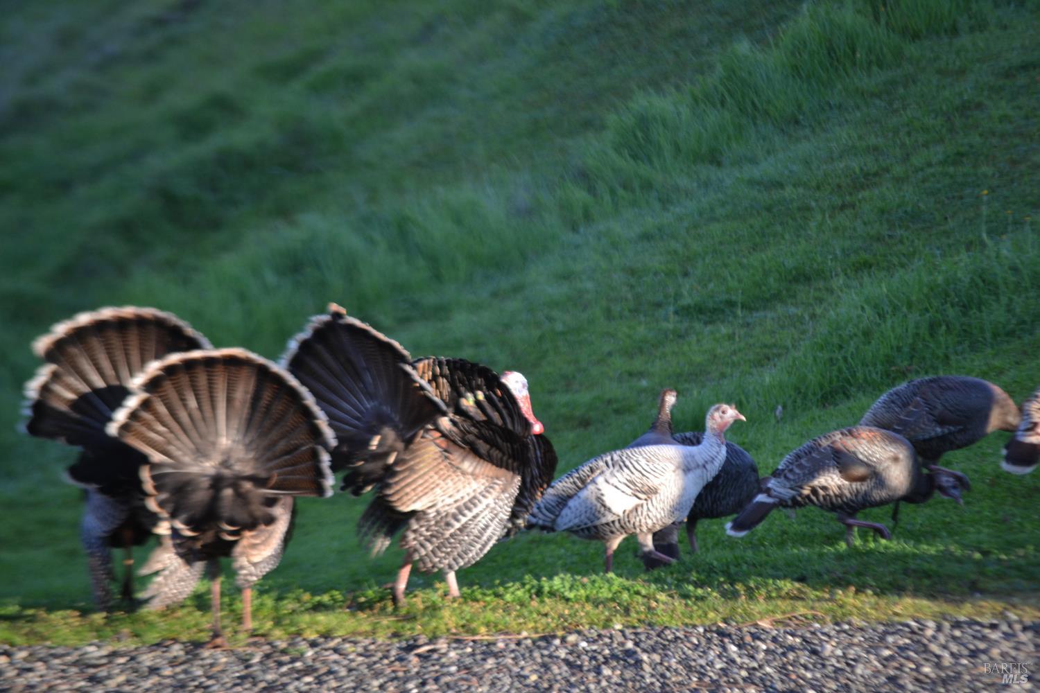 Detail Gallery Image 65 of 65 For 3672 Cantelow Rd, Vacaville,  CA 95688 - 2 Beds | 1/1 Baths