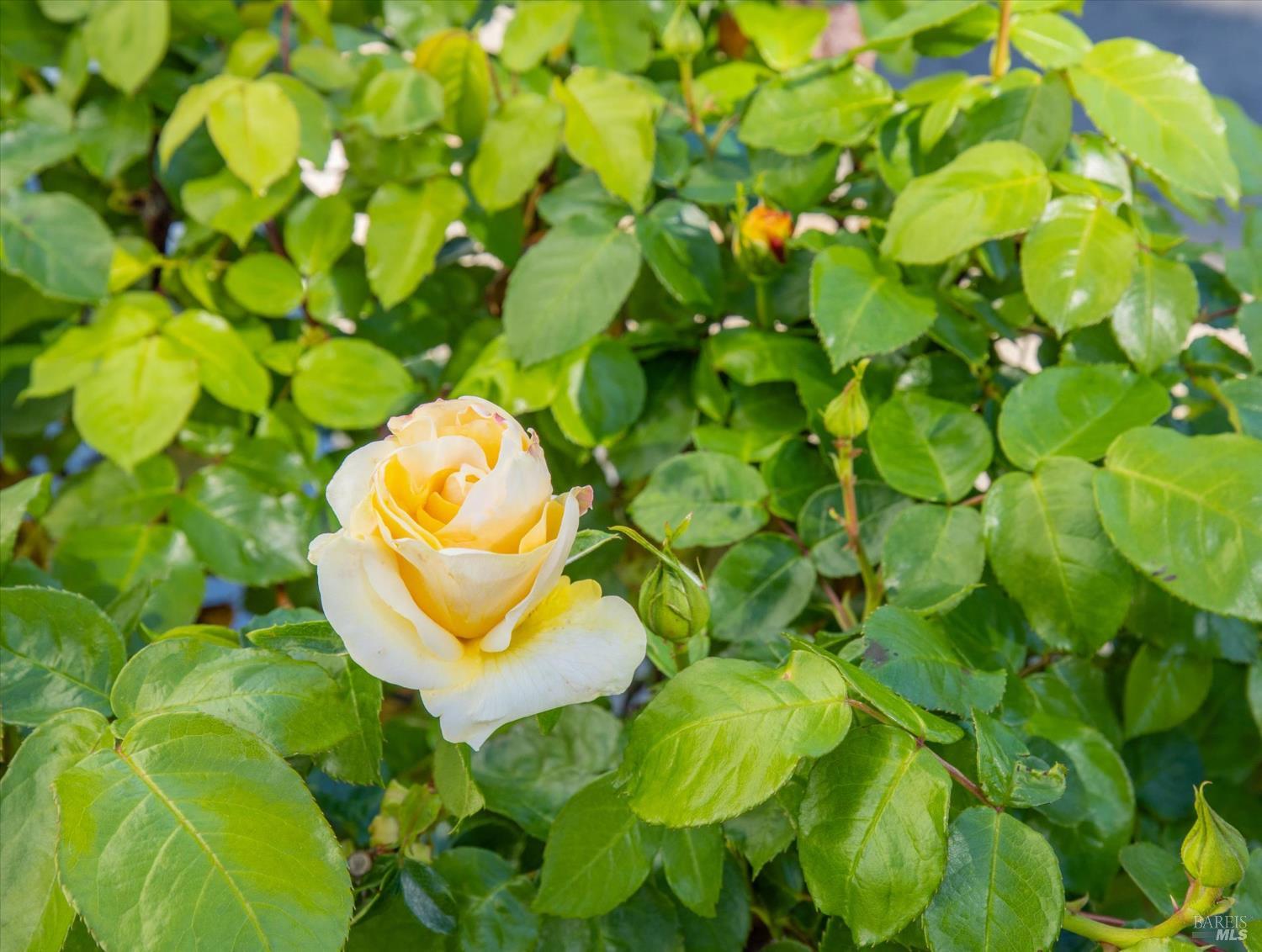 Detail Gallery Image 63 of 85 For 5862 Cabernet Dr, Vallejo,  CA 94591 - 3 Beds | 3 Baths