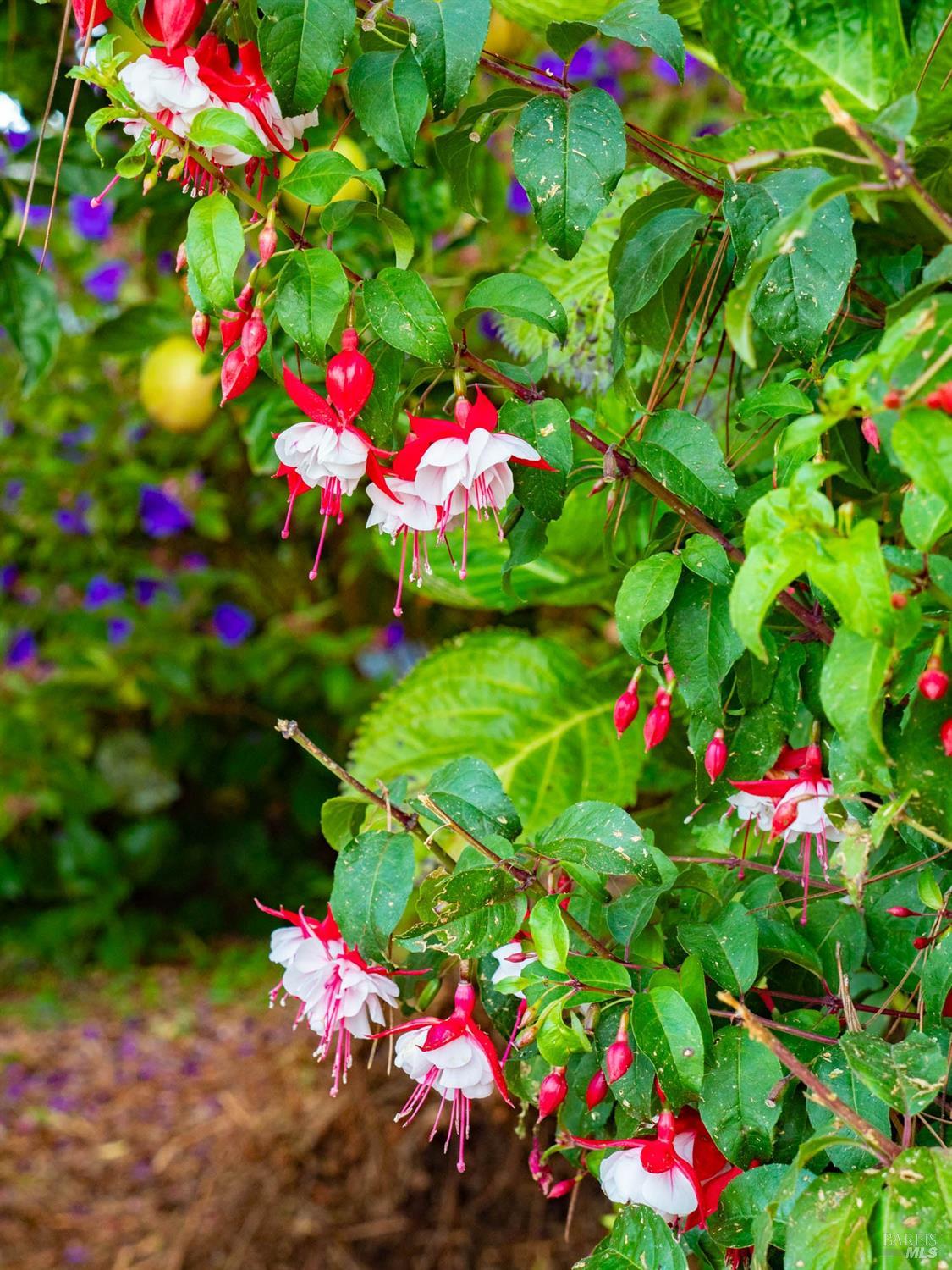 Detail Gallery Image 41 of 98 For 43500 Crispin Rd, Manchester,  CA 95459 - 3 Beds | 3 Baths