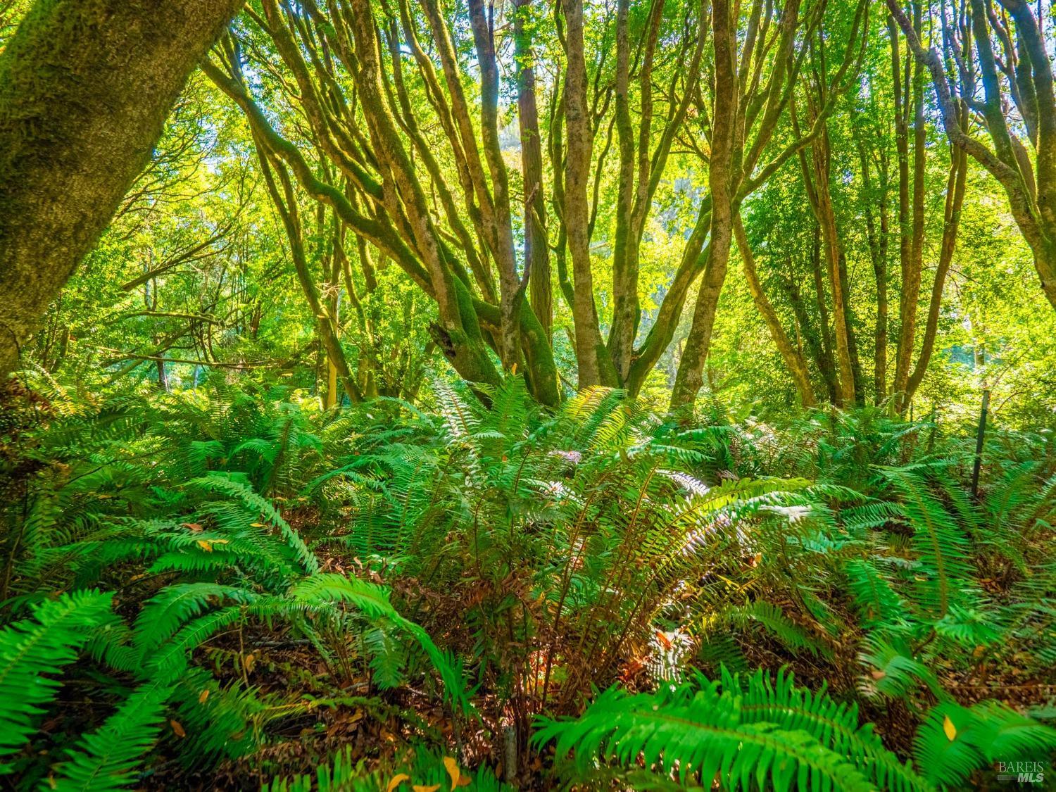 Detail Gallery Image 89 of 98 For 43500 Crispin Rd, Manchester,  CA 95459 - 3 Beds | 3 Baths