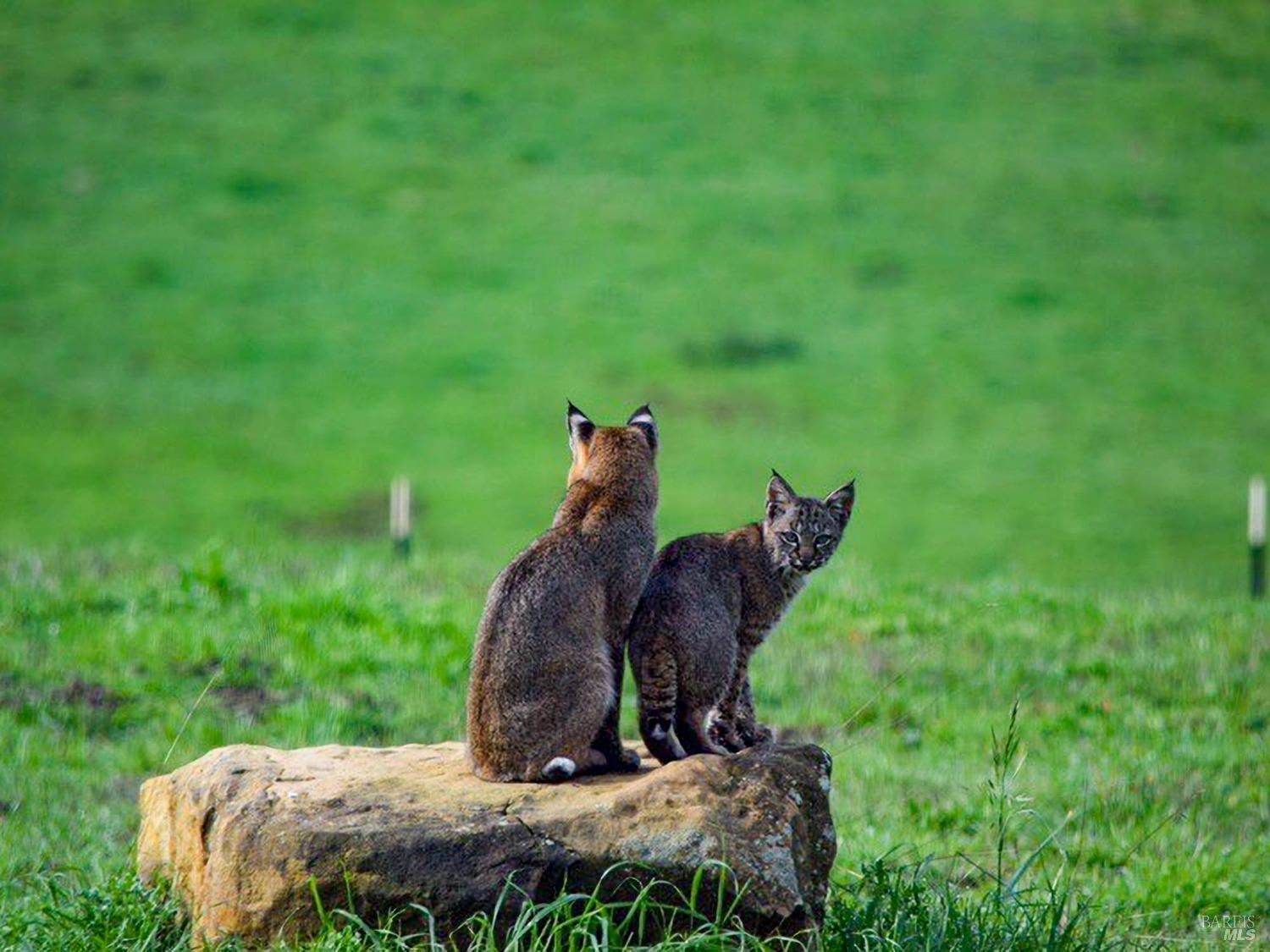 Detail Gallery Image 92 of 98 For 43500 Crispin Rd, Manchester,  CA 95459 - 3 Beds | 3 Baths