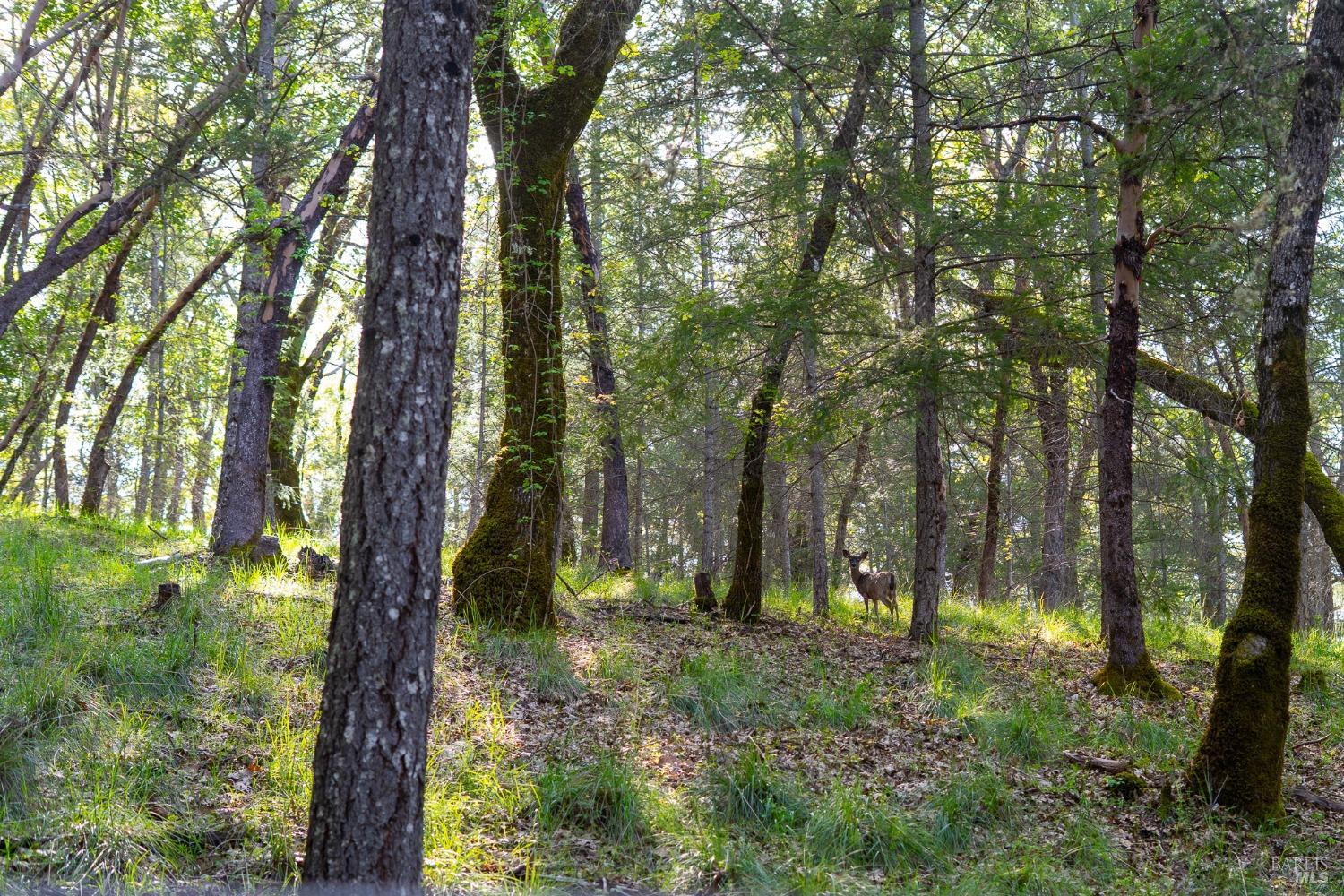 Detail Gallery Image 31 of 48 For 5155 Mill Creek Rd, Talmage,  CA 95481 - 4 Beds | 2 Baths