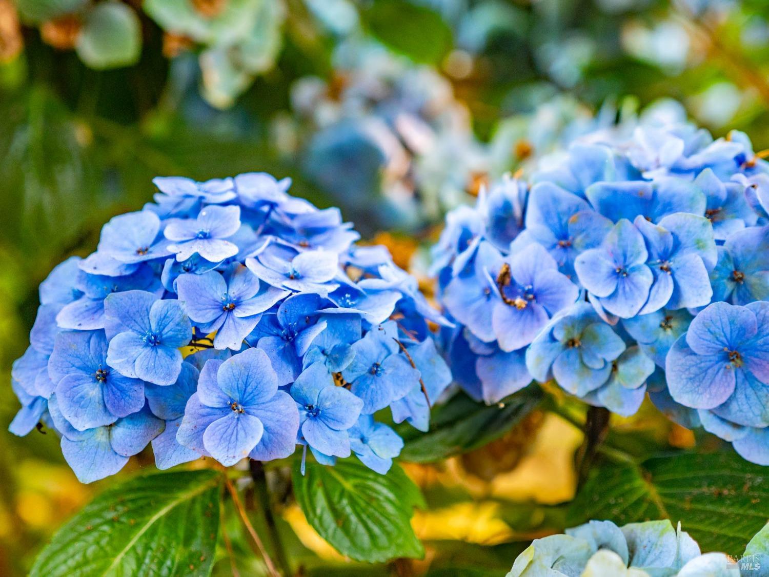 Detail Gallery Image 43 of 98 For 43500 Crispin Rd, Manchester,  CA 95459 - 3 Beds | 3 Baths