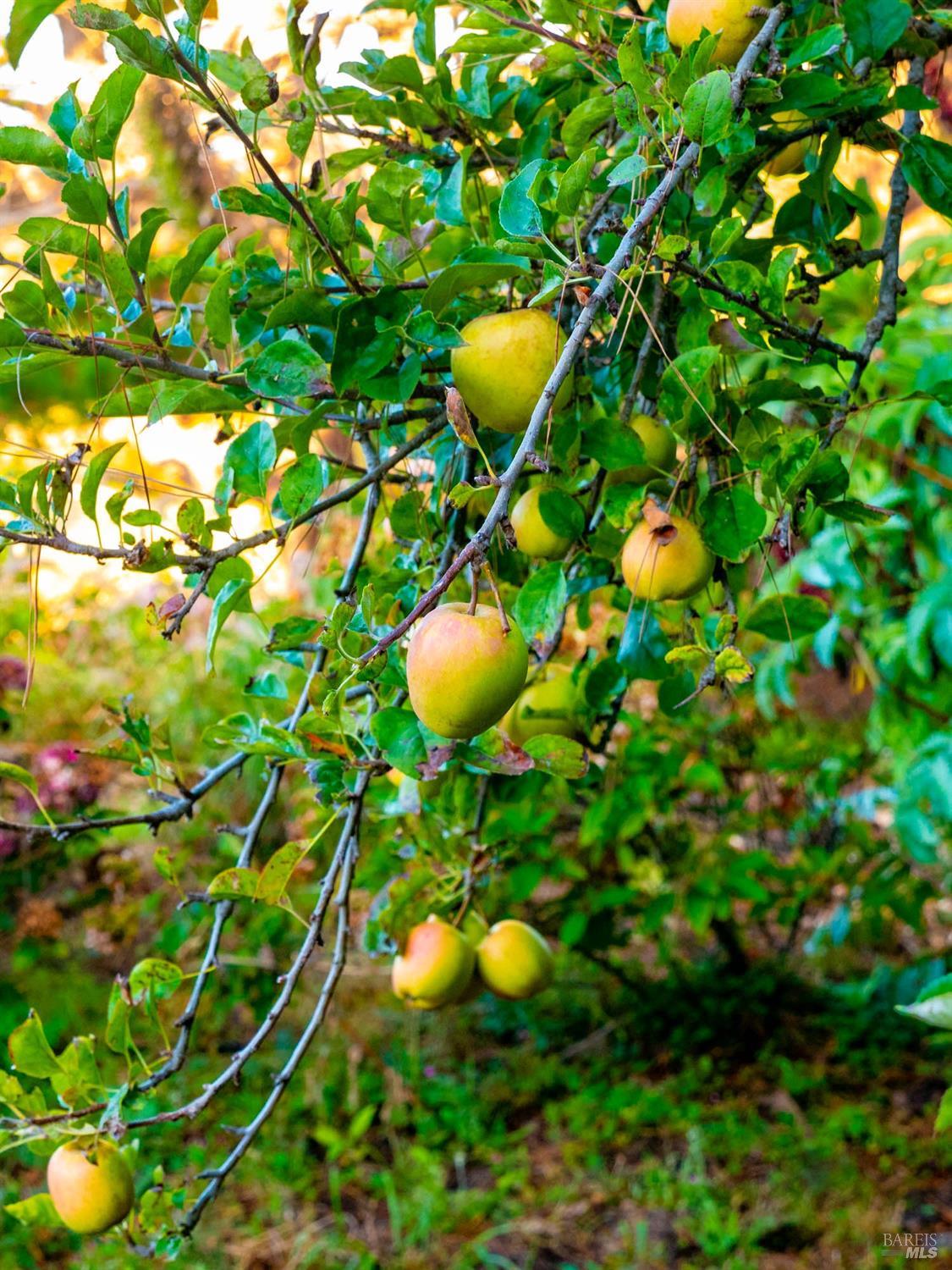 Detail Gallery Image 40 of 98 For 43500 Crispin Rd, Manchester,  CA 95459 - 3 Beds | 3 Baths