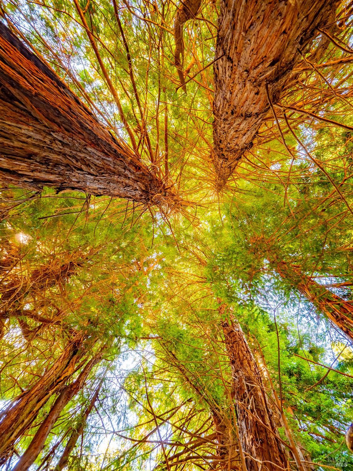 Detail Gallery Image 91 of 98 For 43500 Crispin Rd, Manchester,  CA 95459 - 3 Beds | 3 Baths